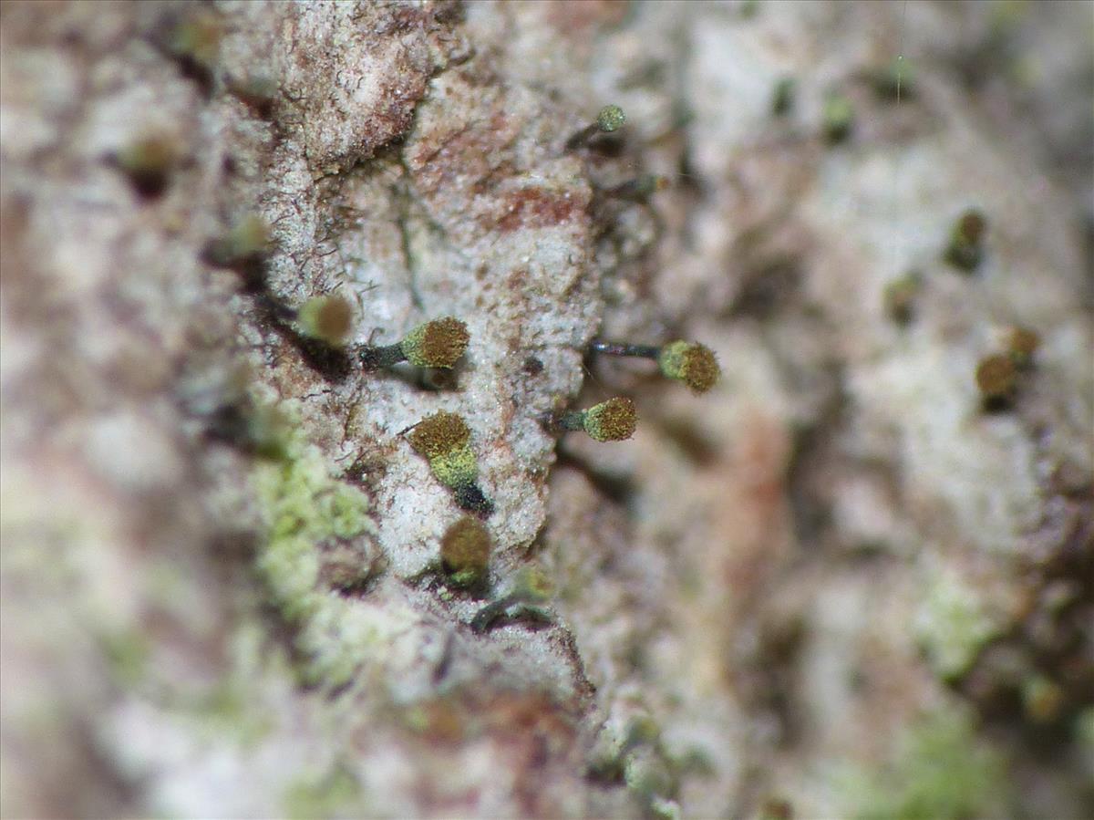 Chaenotheca hispidula (door Matthijs Molenaar)