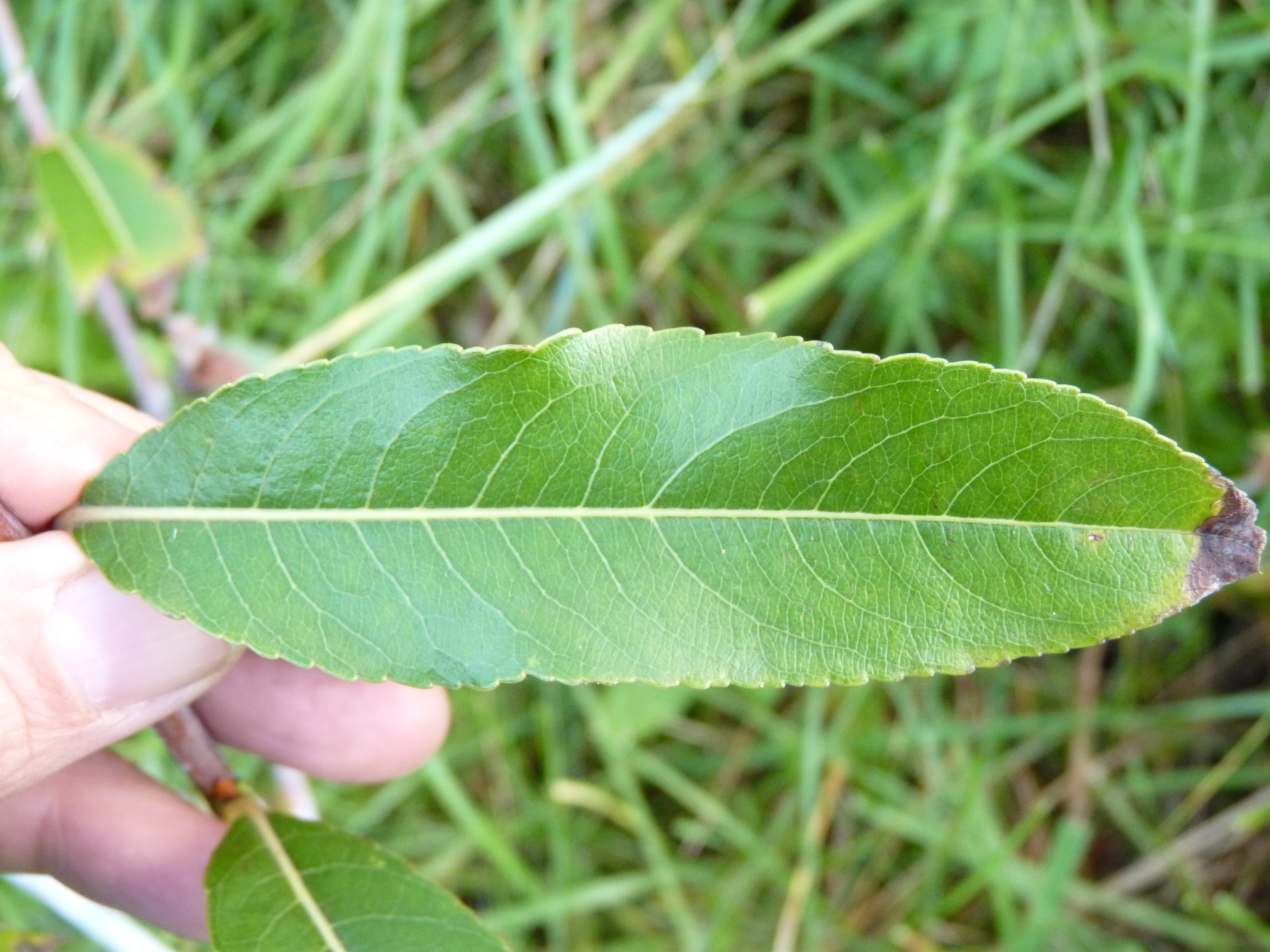 Salix daphnoides (door Sipke Gonggrijp)