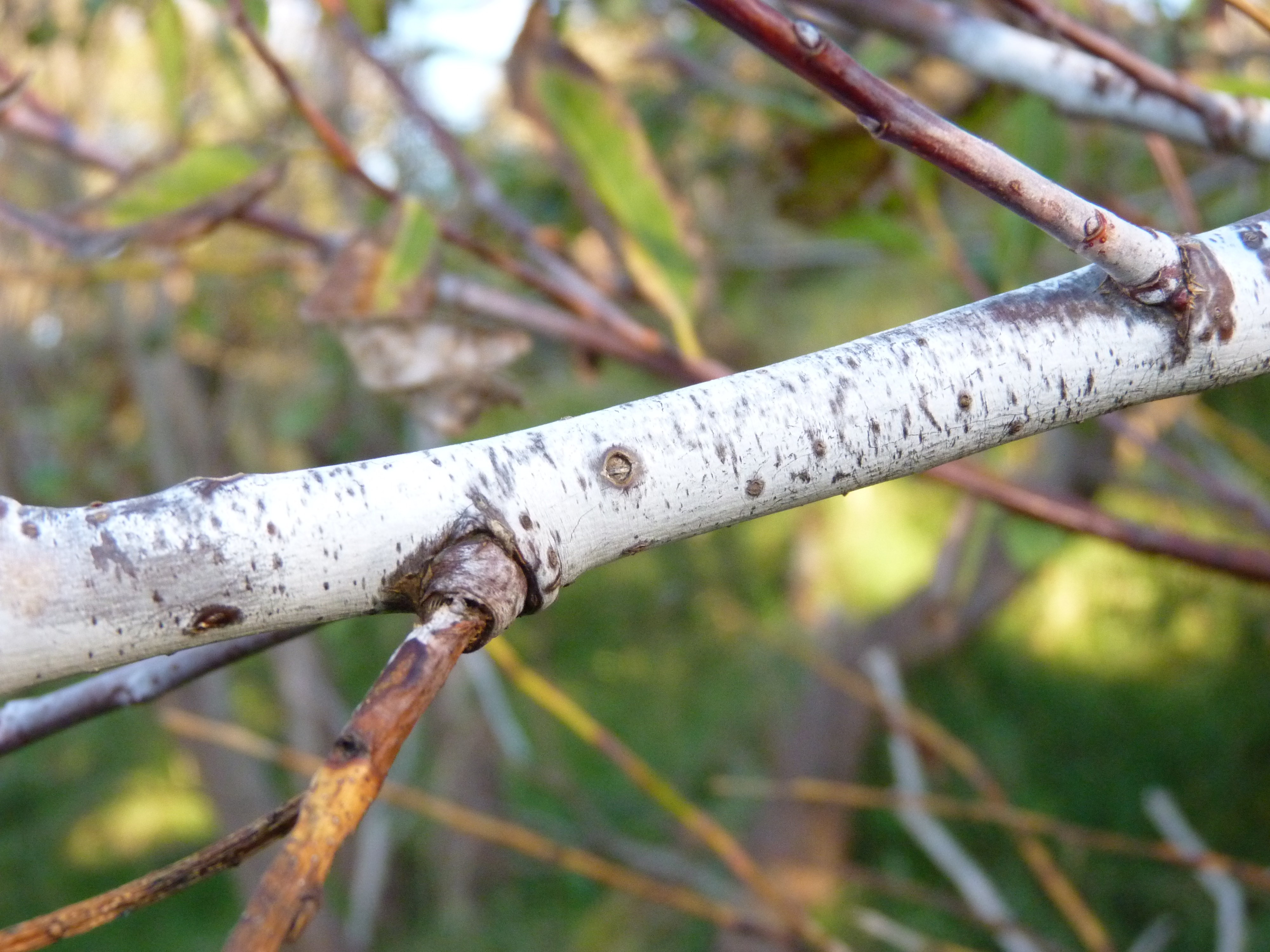 Salix daphnoides (door Sipke Gonggrijp)