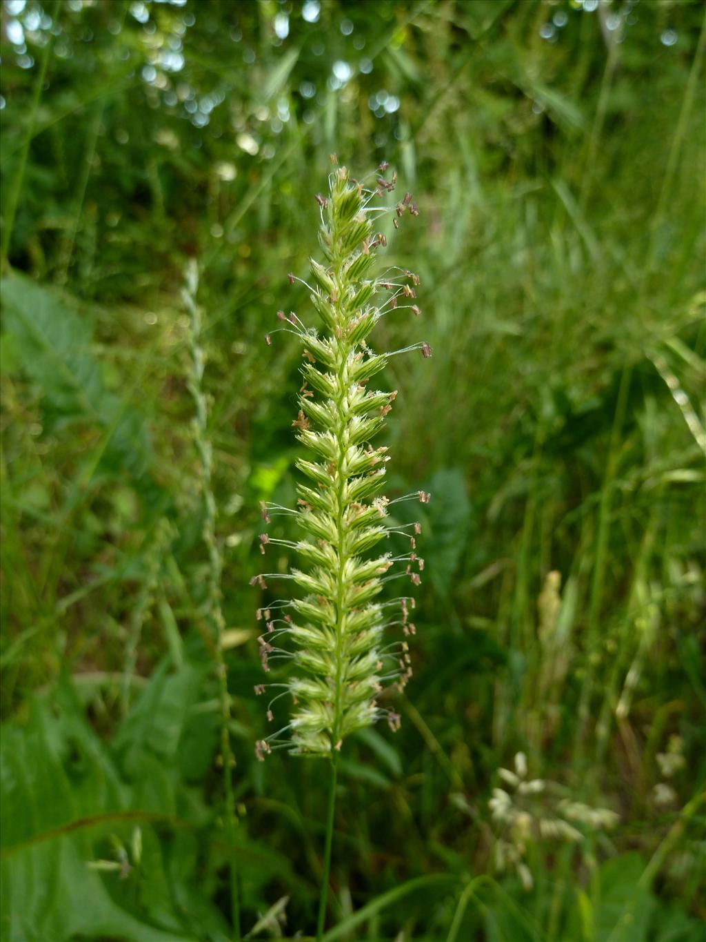 Cynosurus cristatus (door Marian Baars)