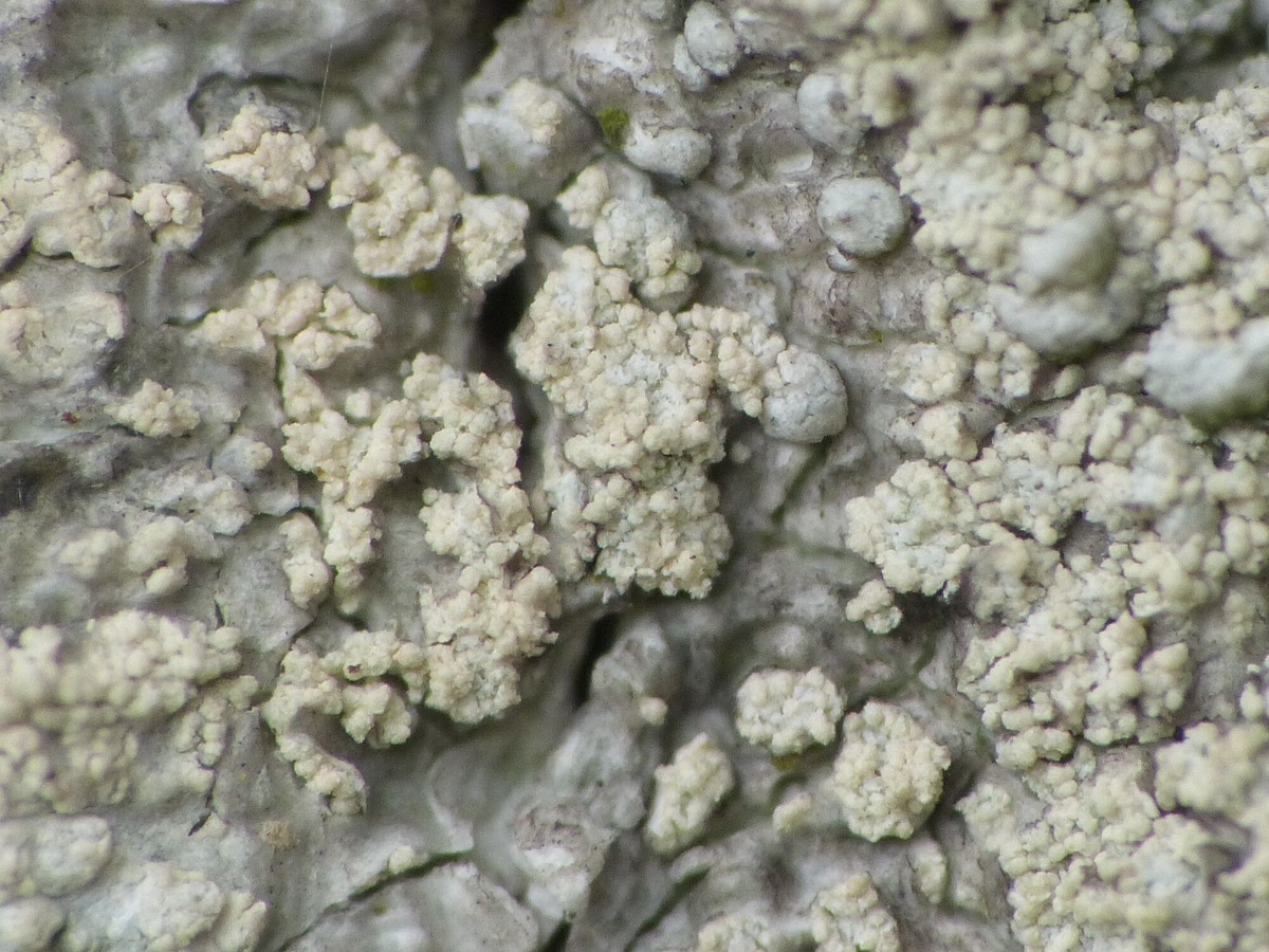 Ochrolechia turneri (door Guido Berger)