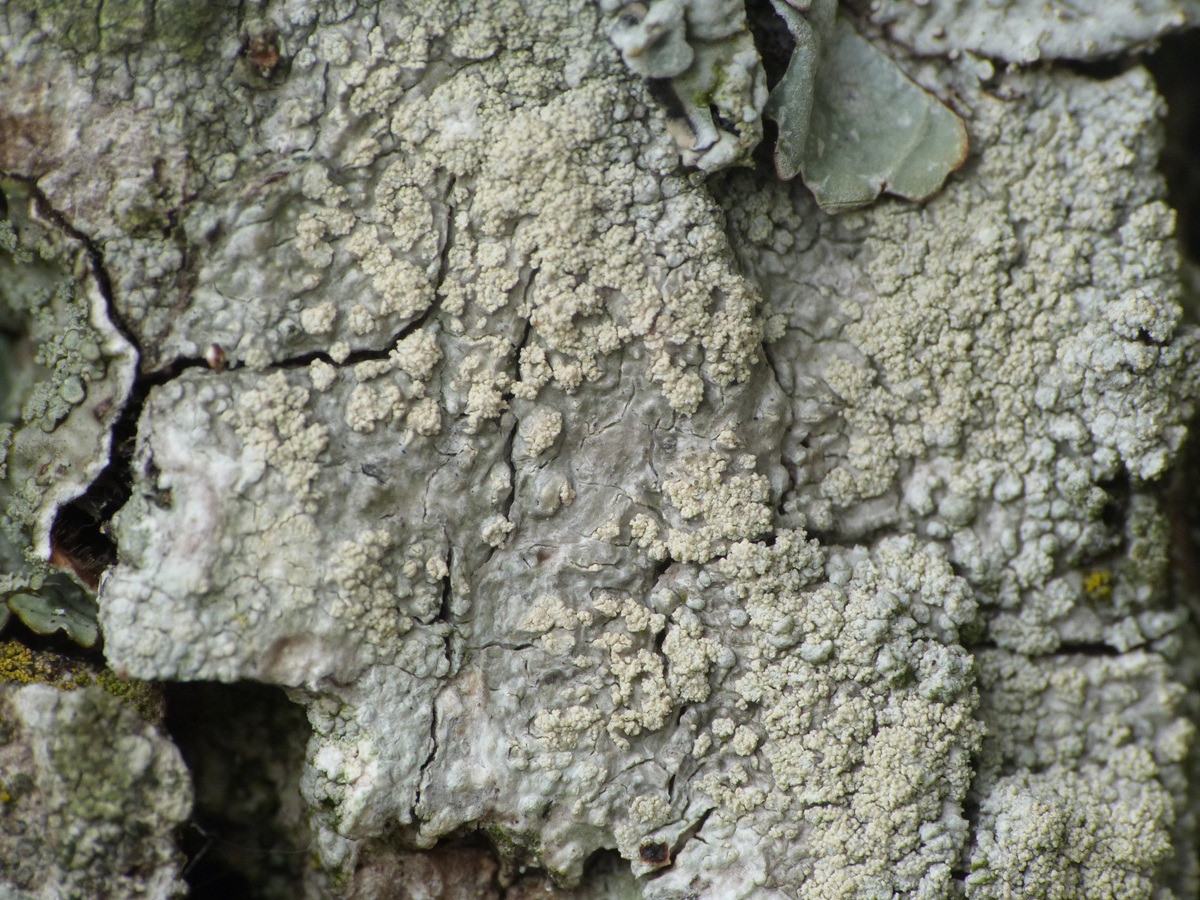 Ochrolechia turneri (door Guido Berger)