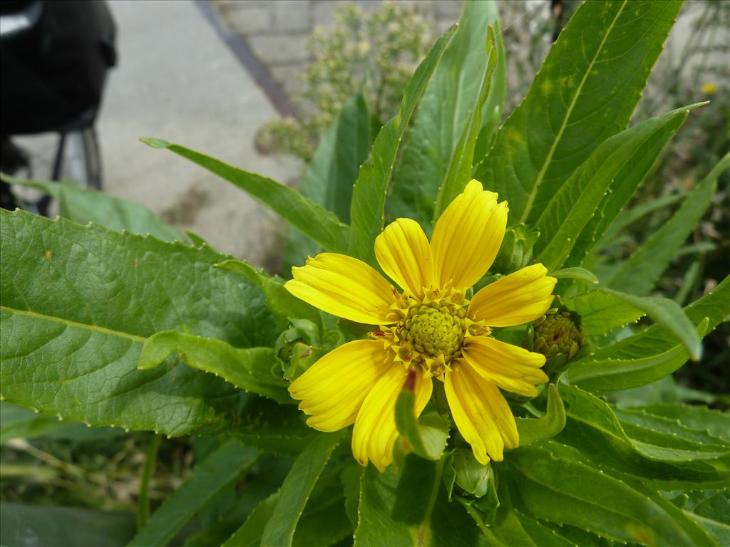 Guizotia abyssinica (door Peter Wetzels)
