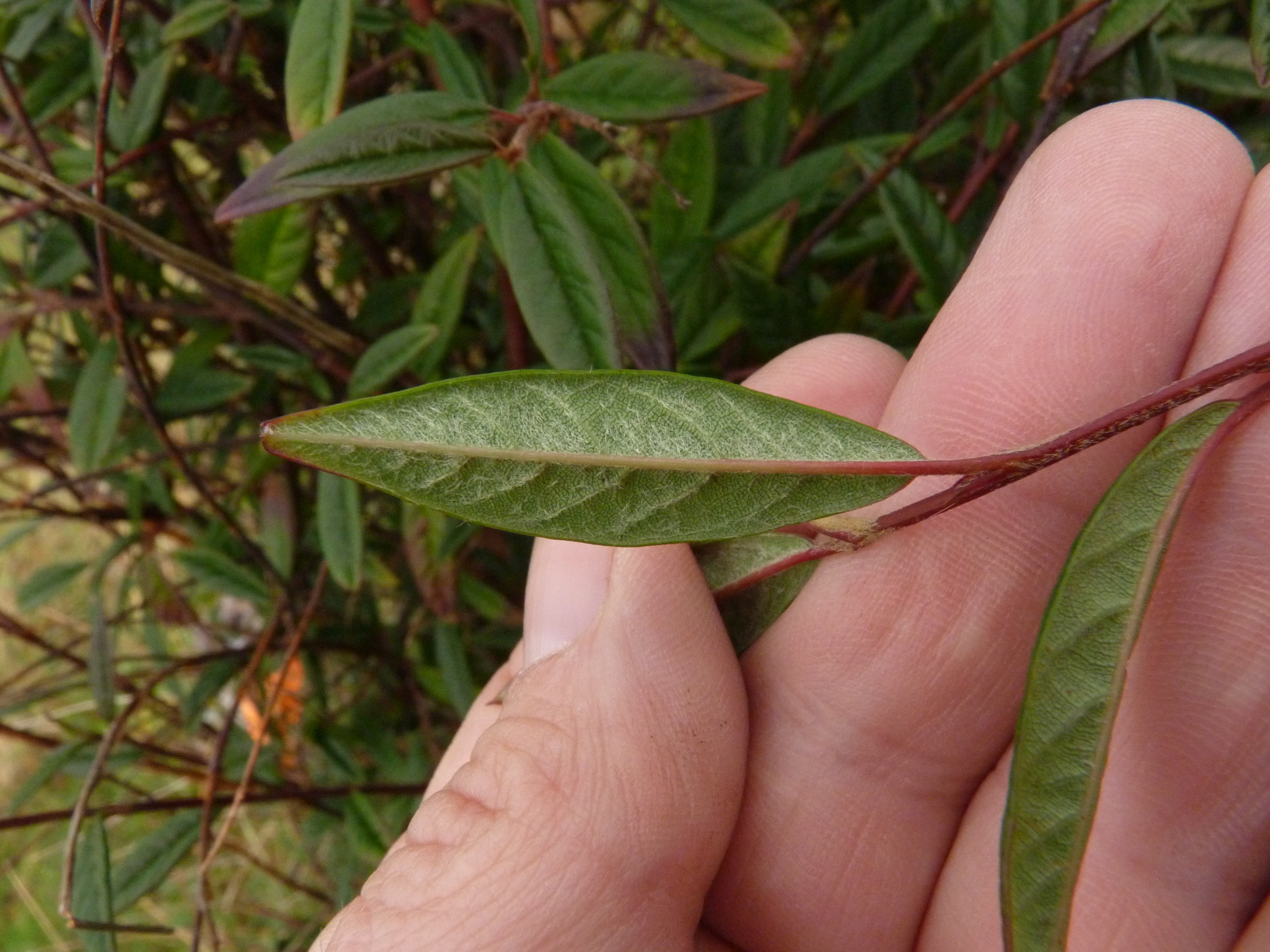 Cotoneaster salicifolius (door Sipke Gonggrijp)