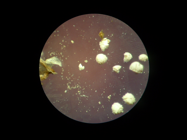 Isoetes echinospora (door Sipke Gonggrijp)