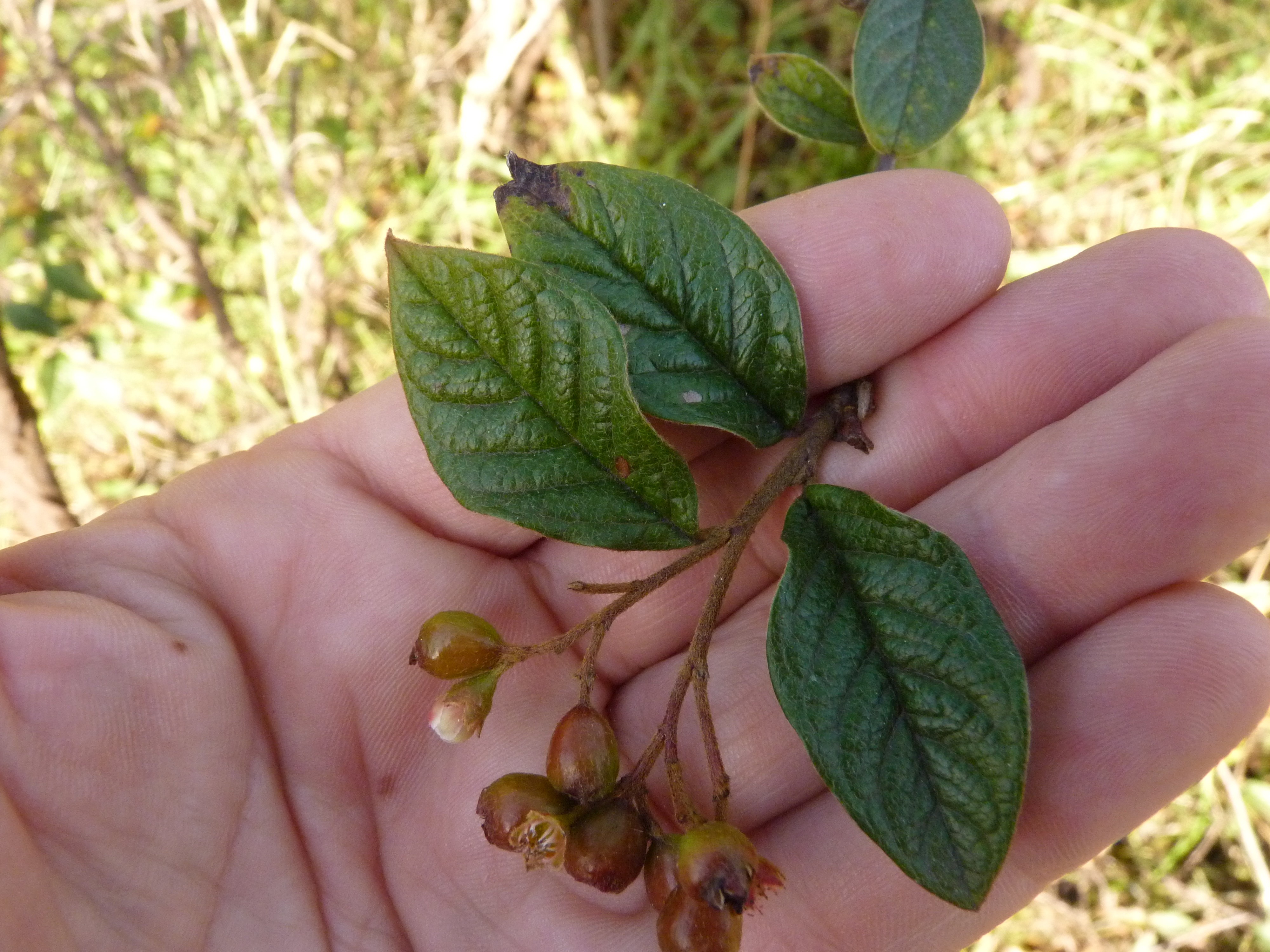 Cotoneaster bullatus (door Sipke Gonggrijp)