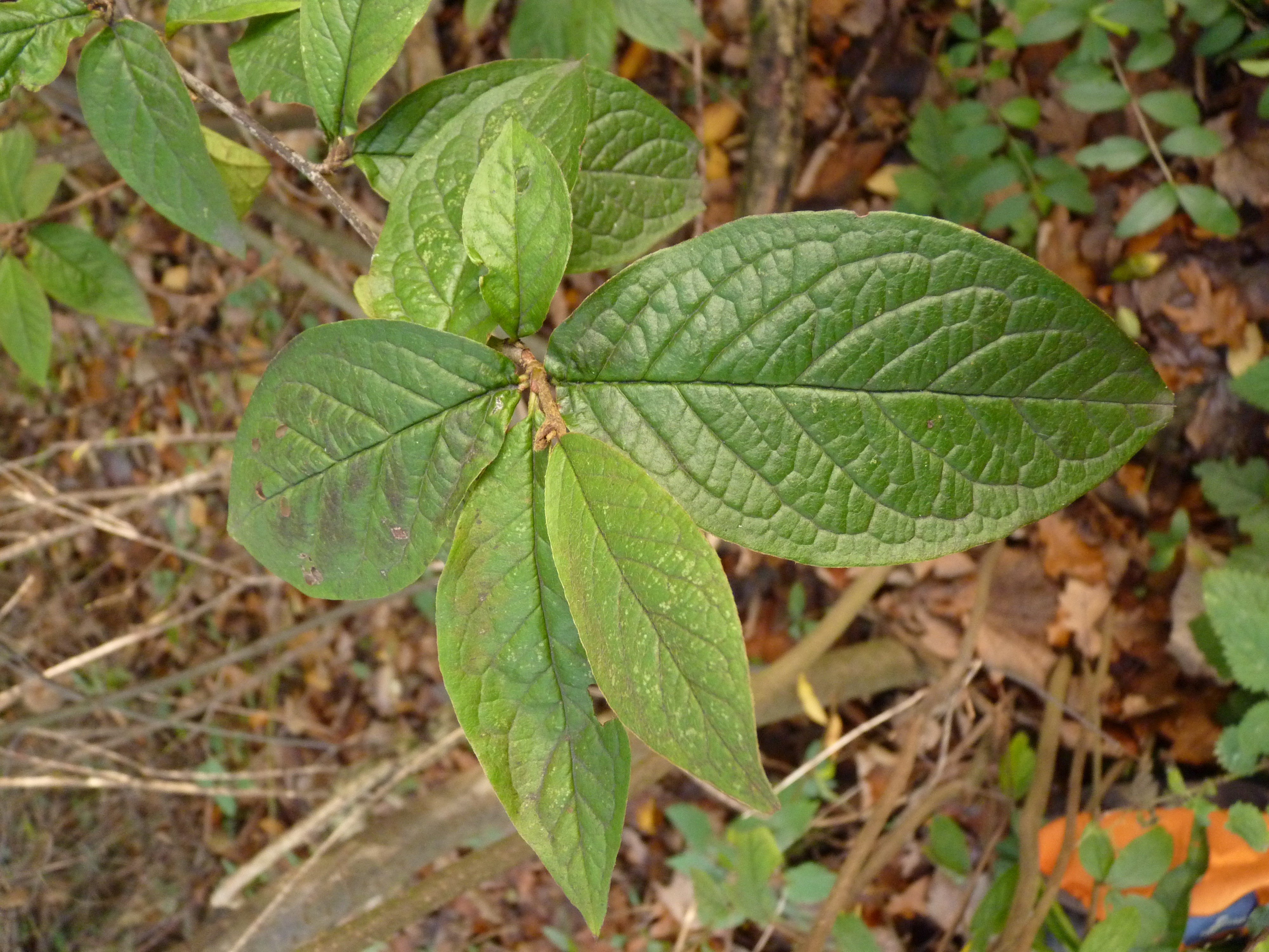 Cotoneaster rehderi (door Sipke Gonggrijp)