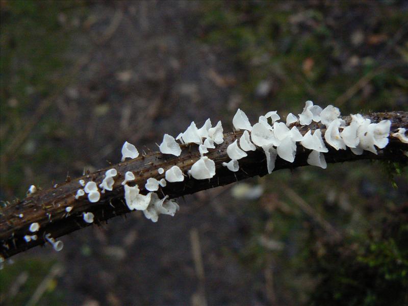 Calyptella capula (door Marike de Haan)