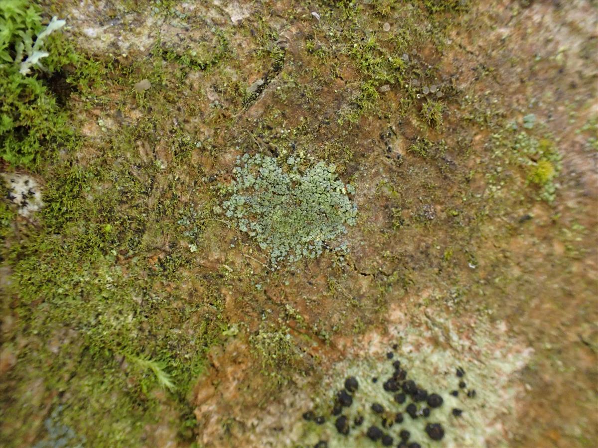 Rinodina efflorescens (door Lukas Verboom)