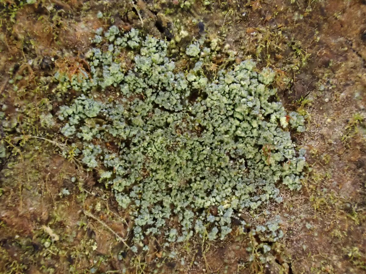 Rinodina efflorescens (door Lukas Verboom)