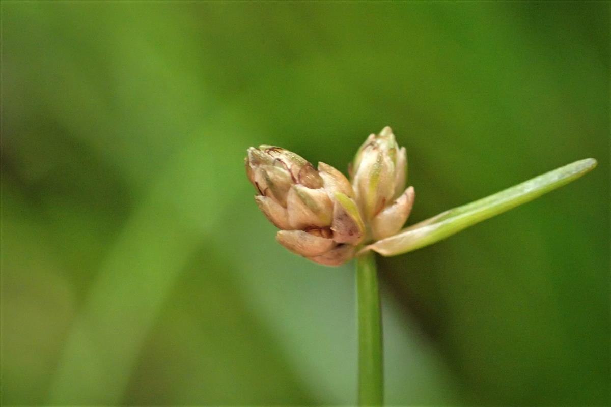 Isolepis cernua (door Sipke Gonggrijp)