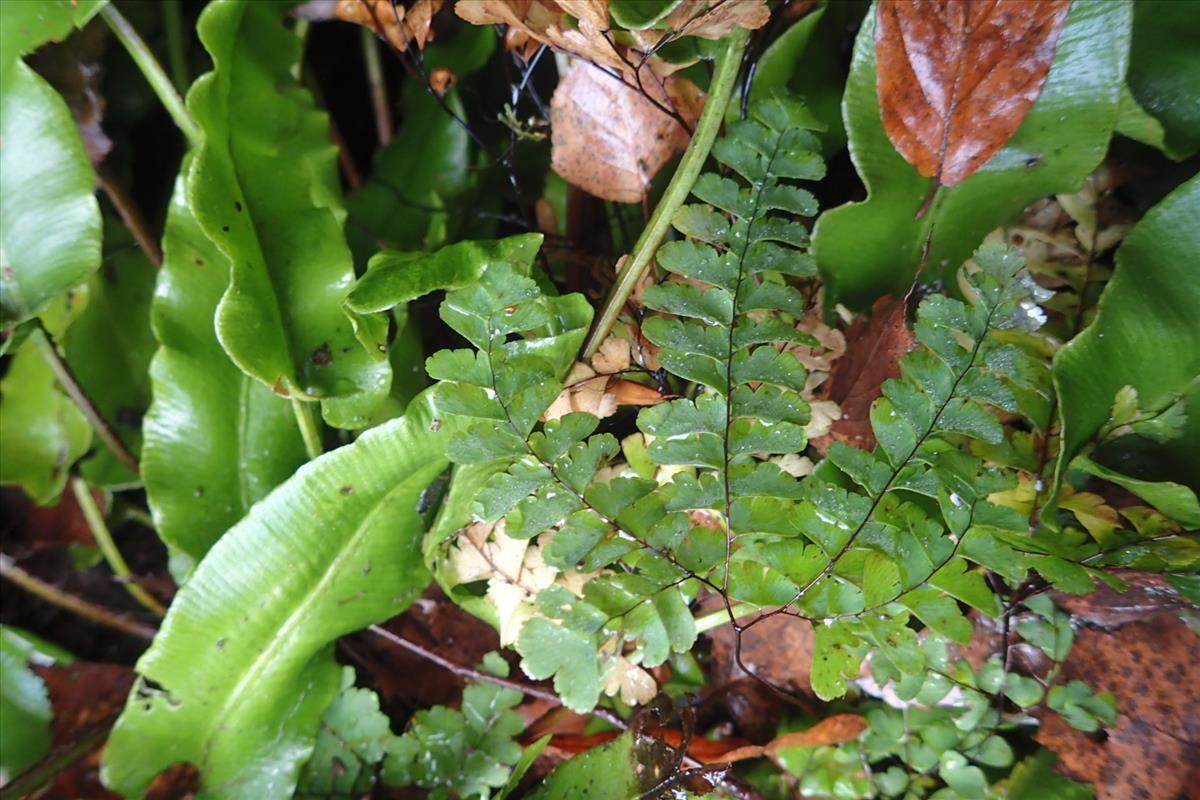 Adiantum pedatum (door Sipke Gonggrijp)