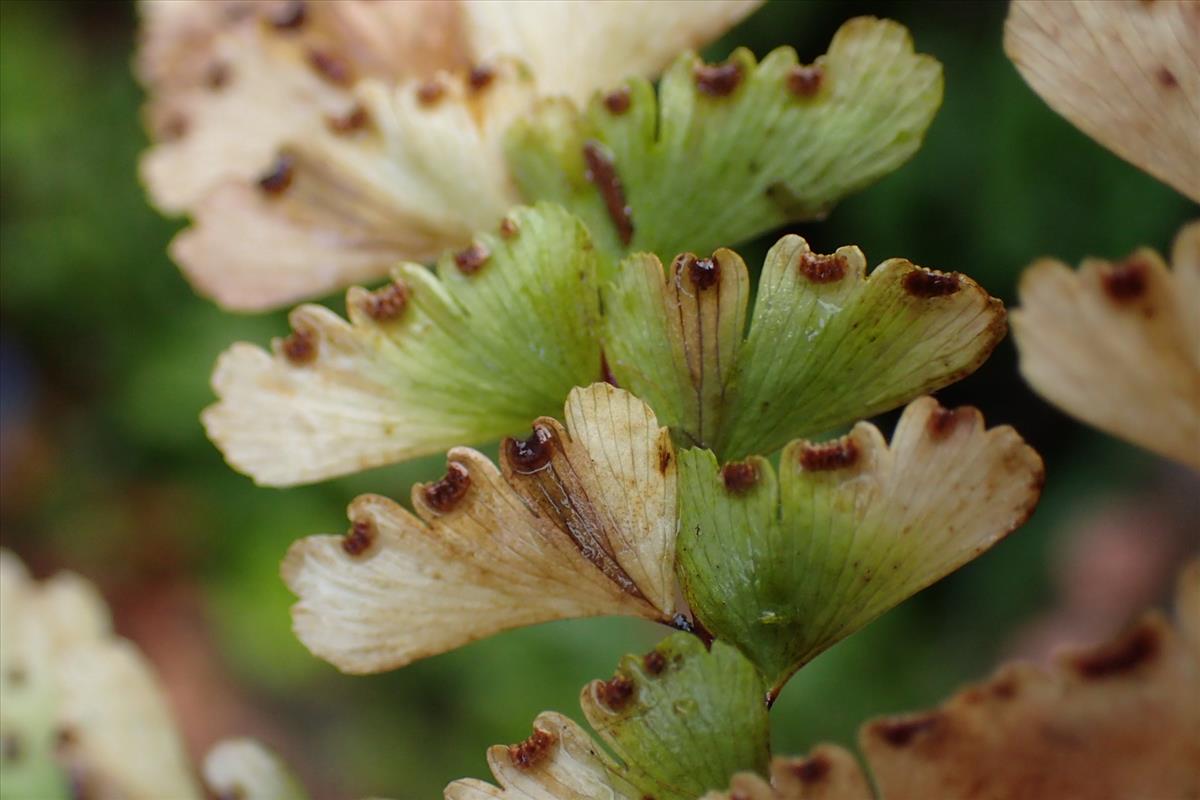 Adiantum pedatum (door Sipke Gonggrijp)