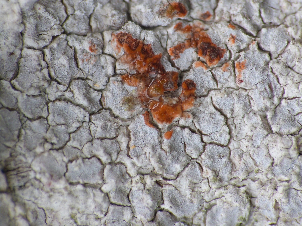 Pachnolepia pruinata (door Guido Berger)