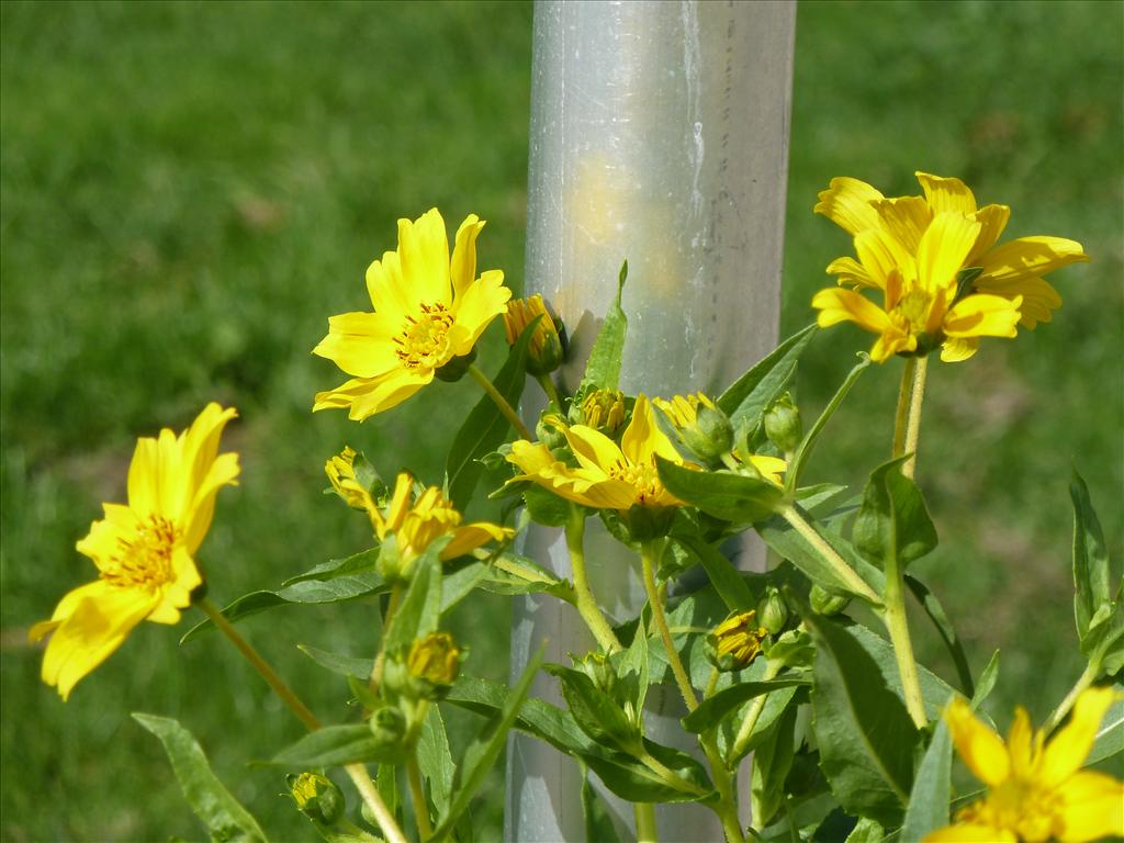 Guizotia abyssinica (door Peter Wetzels)