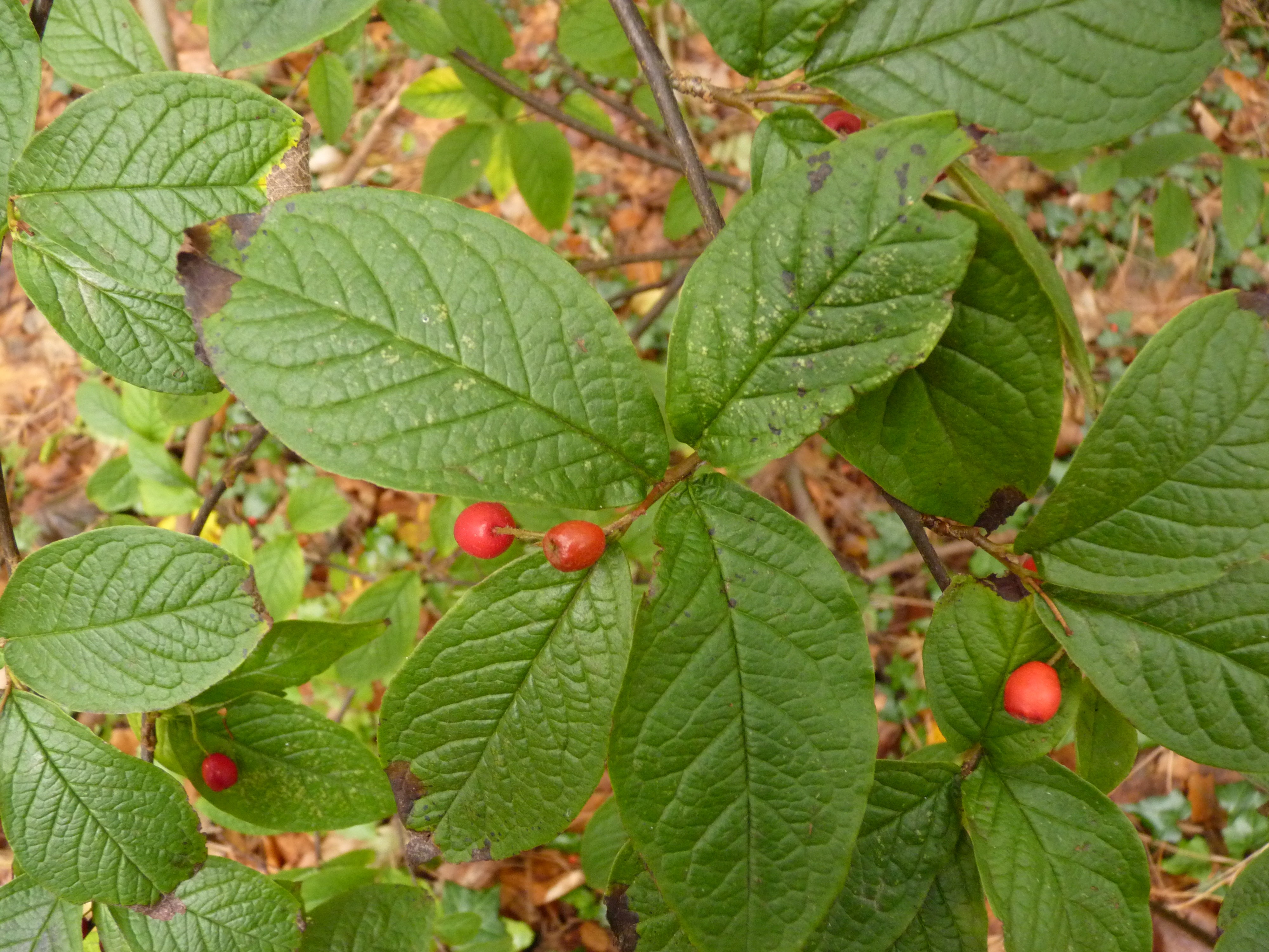 Cotoneaster rehderi (door Sipke Gonggrijp)