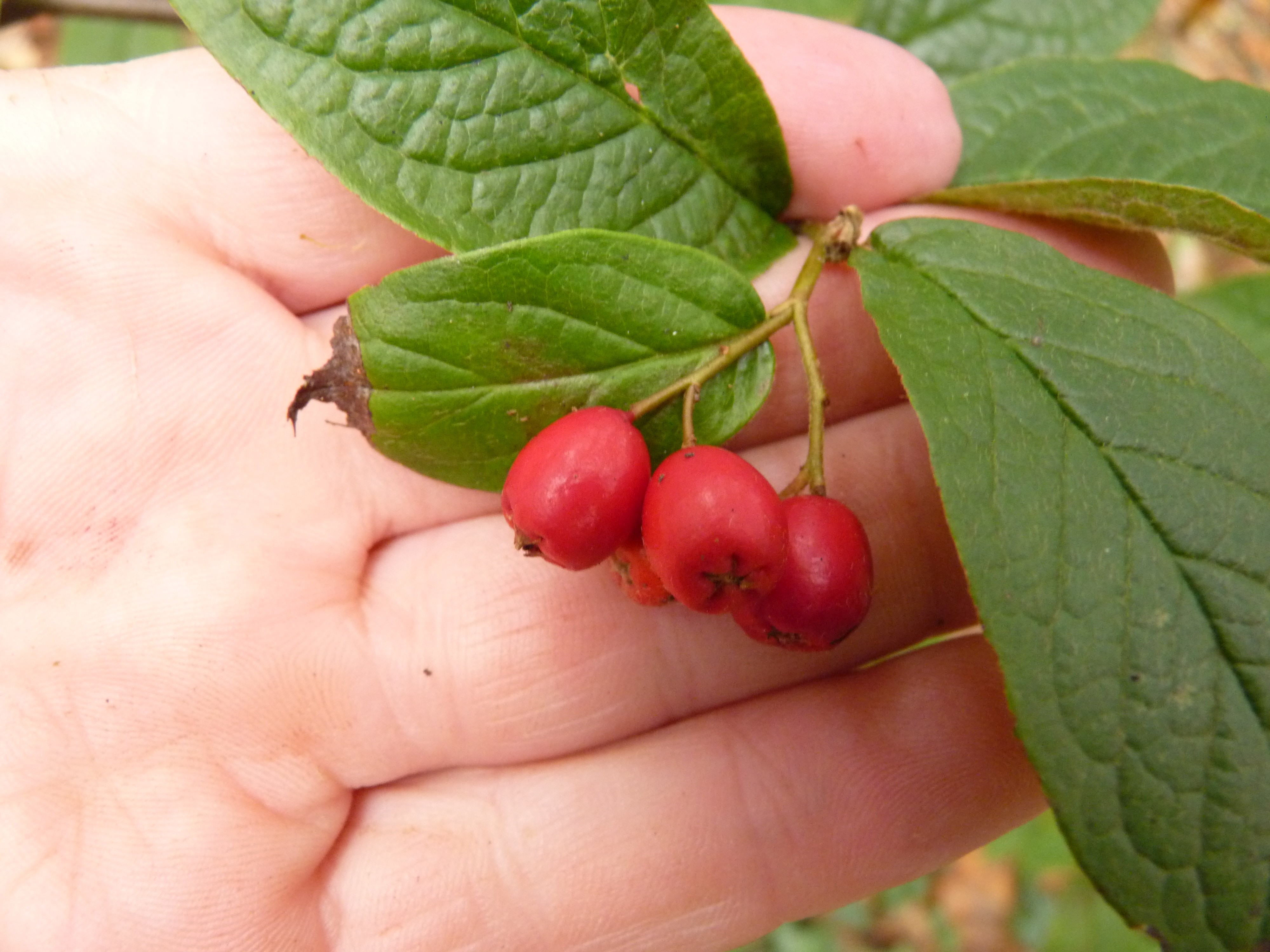 Cotoneaster rehderi (door Sipke Gonggrijp)