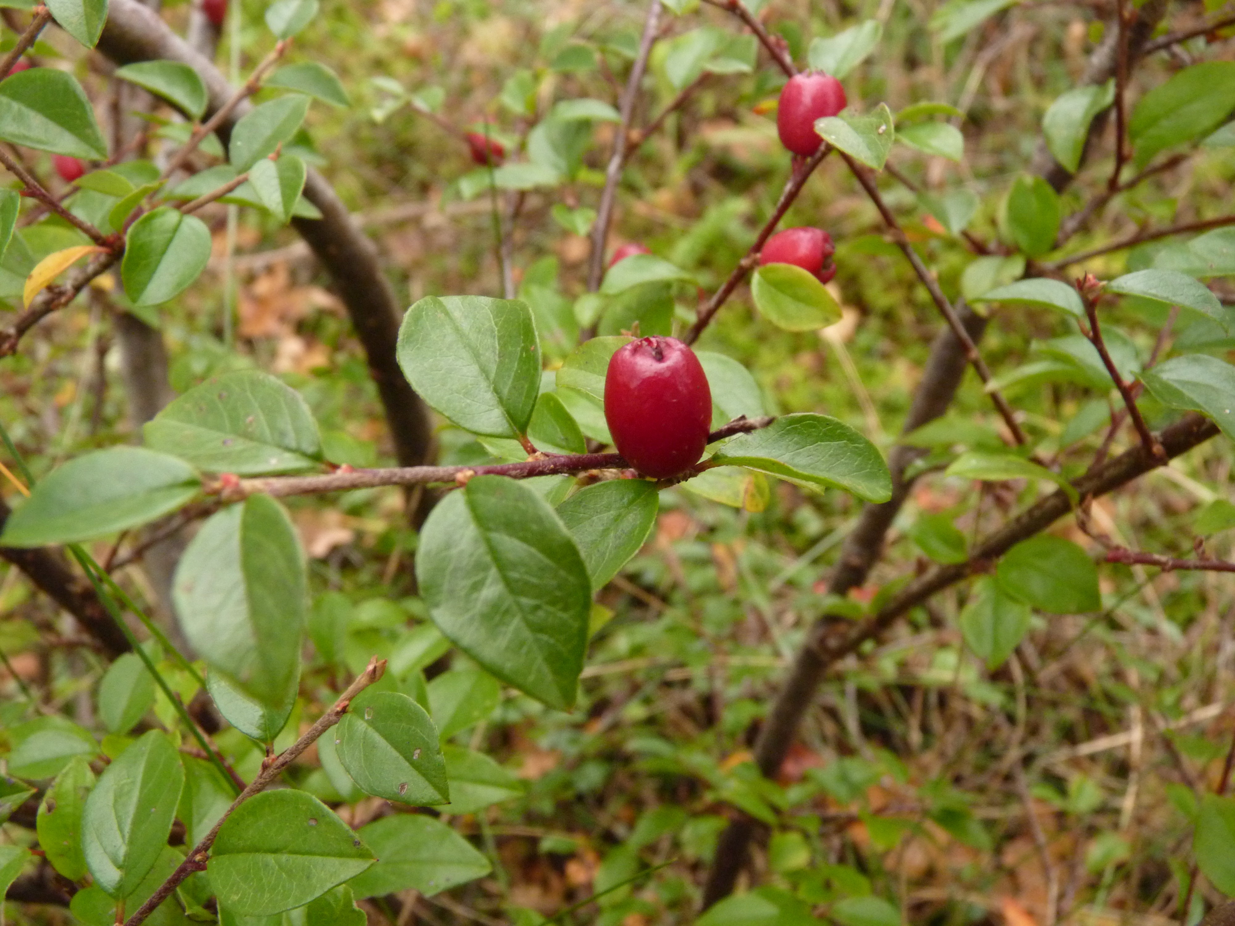 Cotoneaster divaricatus (door Sipke Gonggrijp)