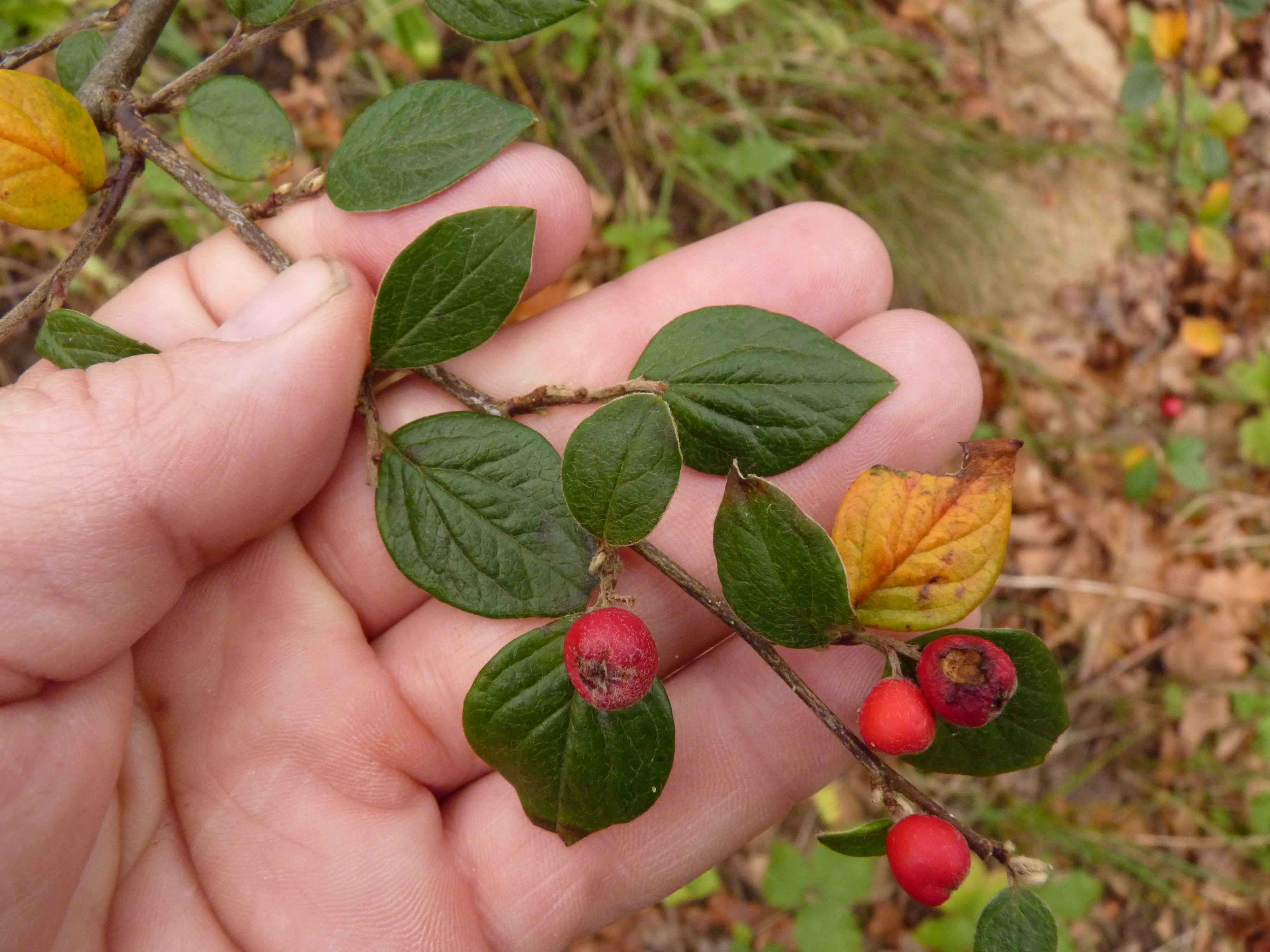 Cotoneaster dielsianus (door Sipke Gonggrijp)