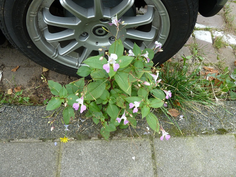 Impatiens balfourii (door Peter Wetzels)