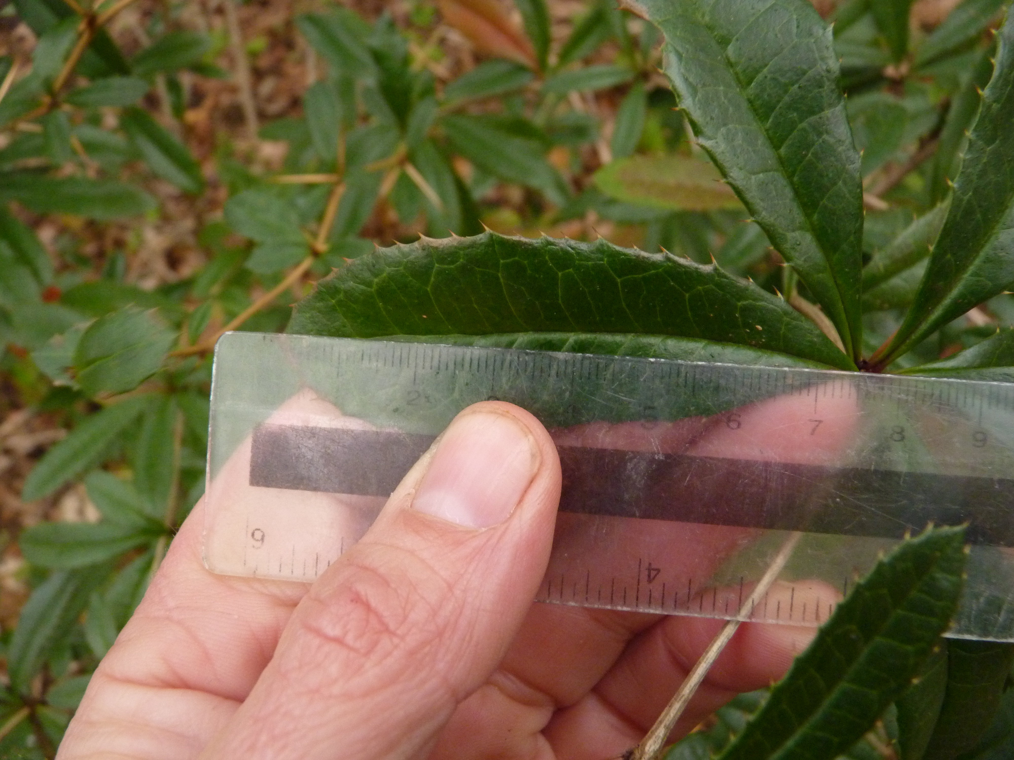 Berberis julianae (door Sipke Gonggrijp)