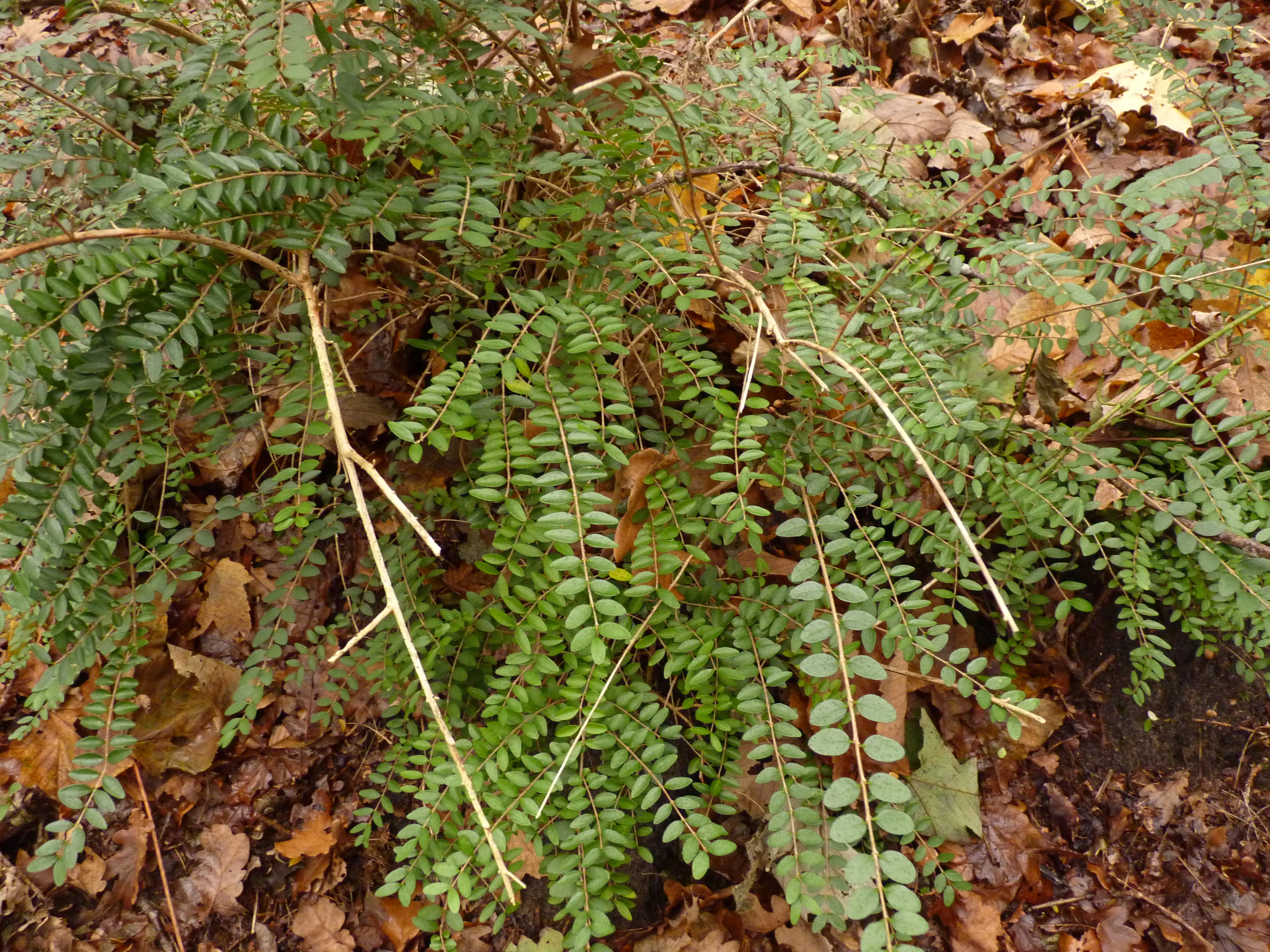 Lonicera nitida (door Sipke Gonggrijp)