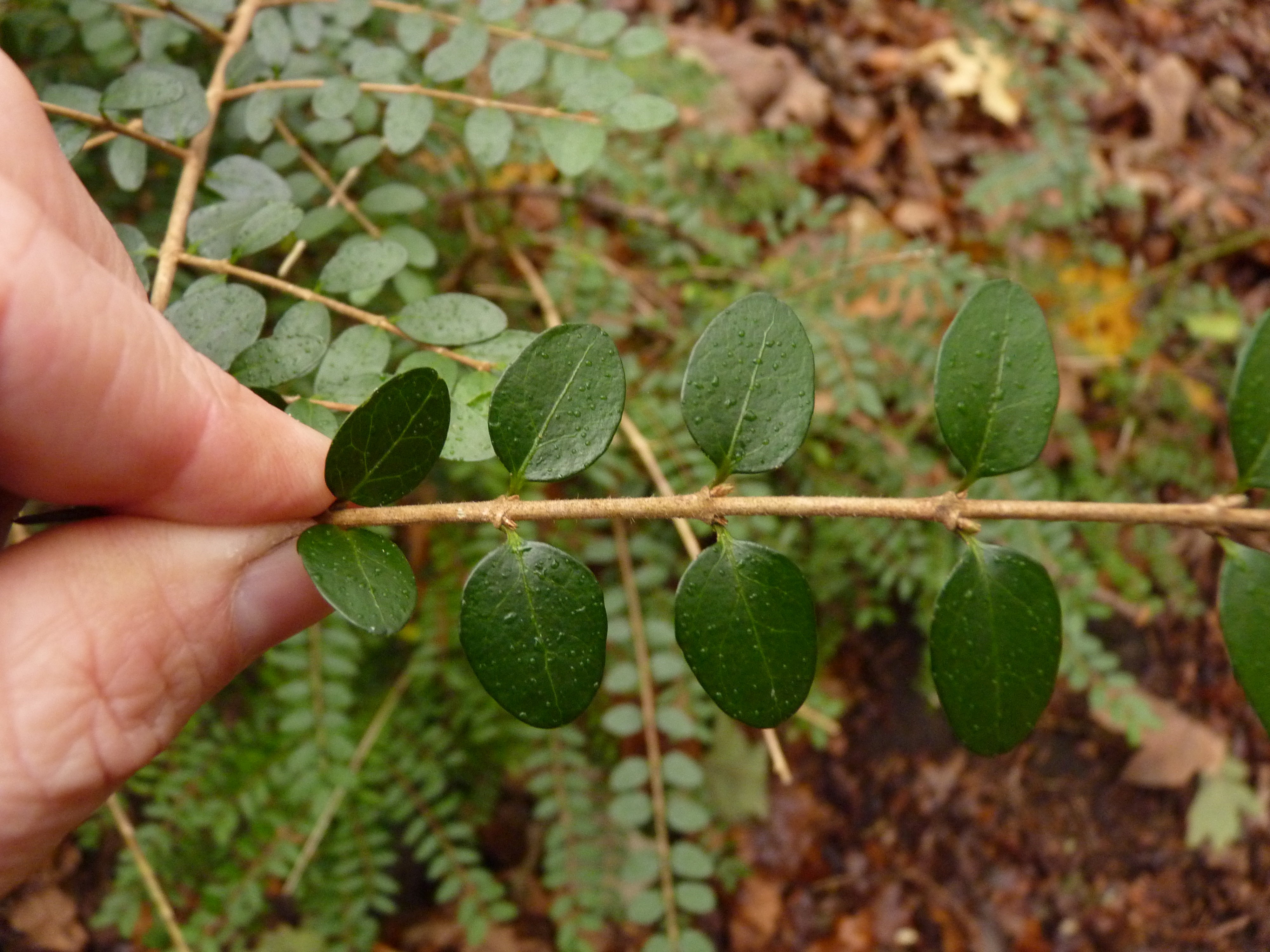 Lonicera nitida (door Sipke Gonggrijp)