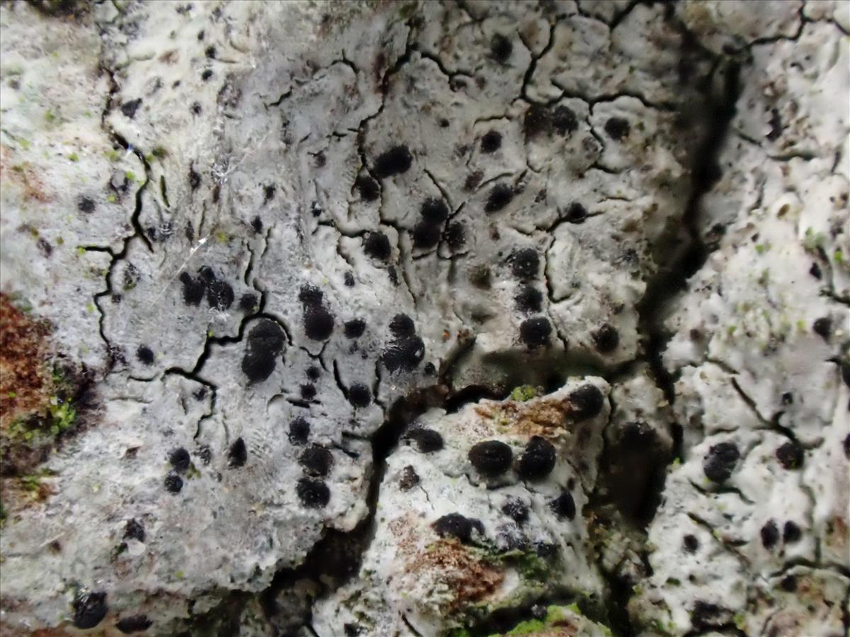 Anisomeridium biforme (door Matthijs Molenaar)