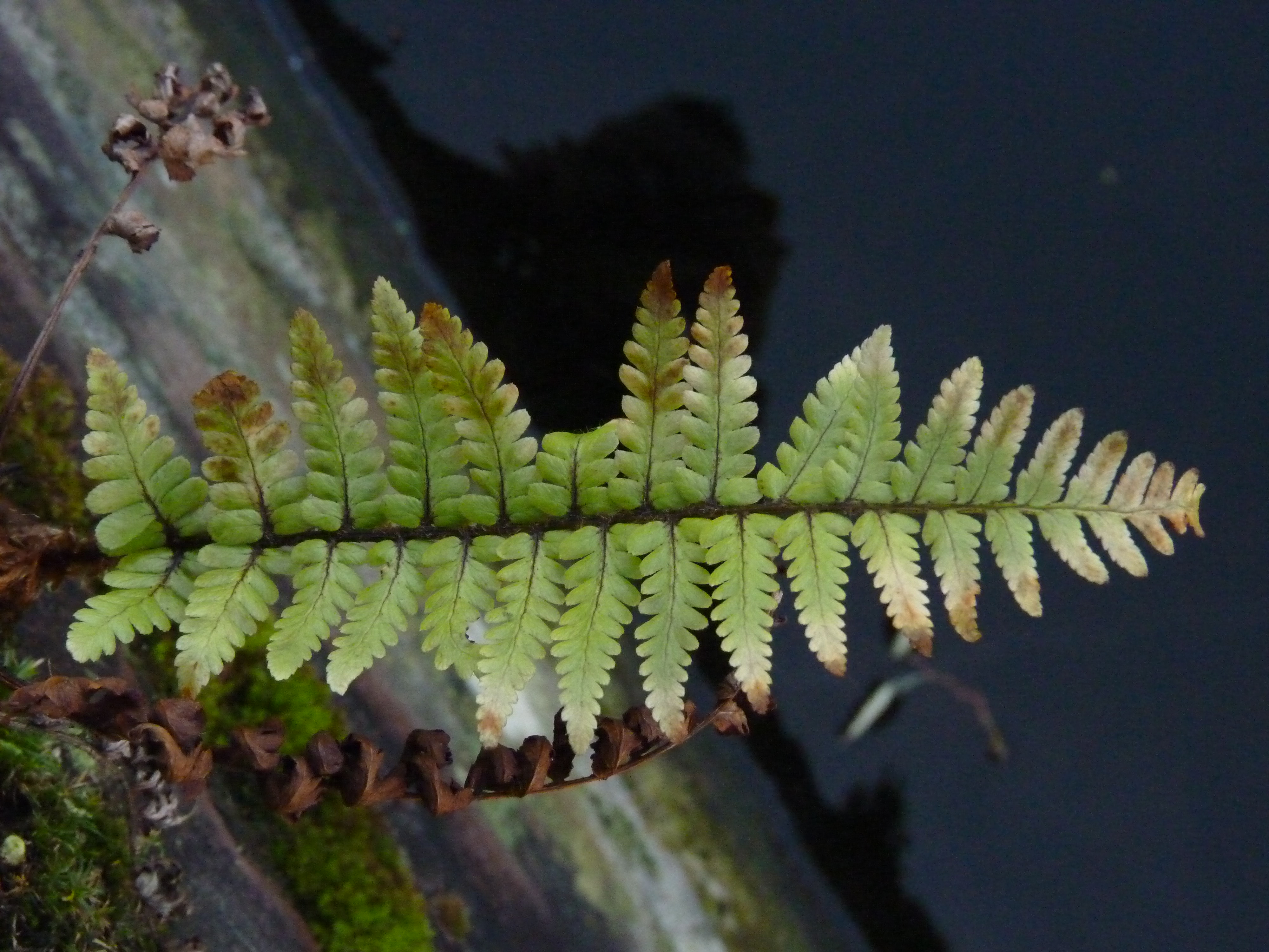 Dryopteris wallichiana (door Sipke Gonggrijp)