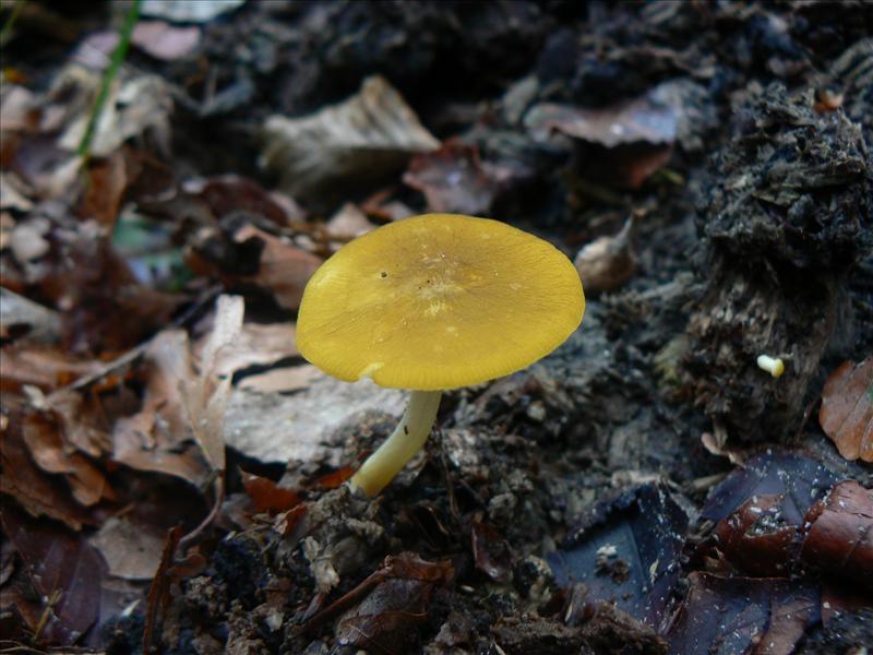 Pluteus chrysophaeus (door Marike de Haan)