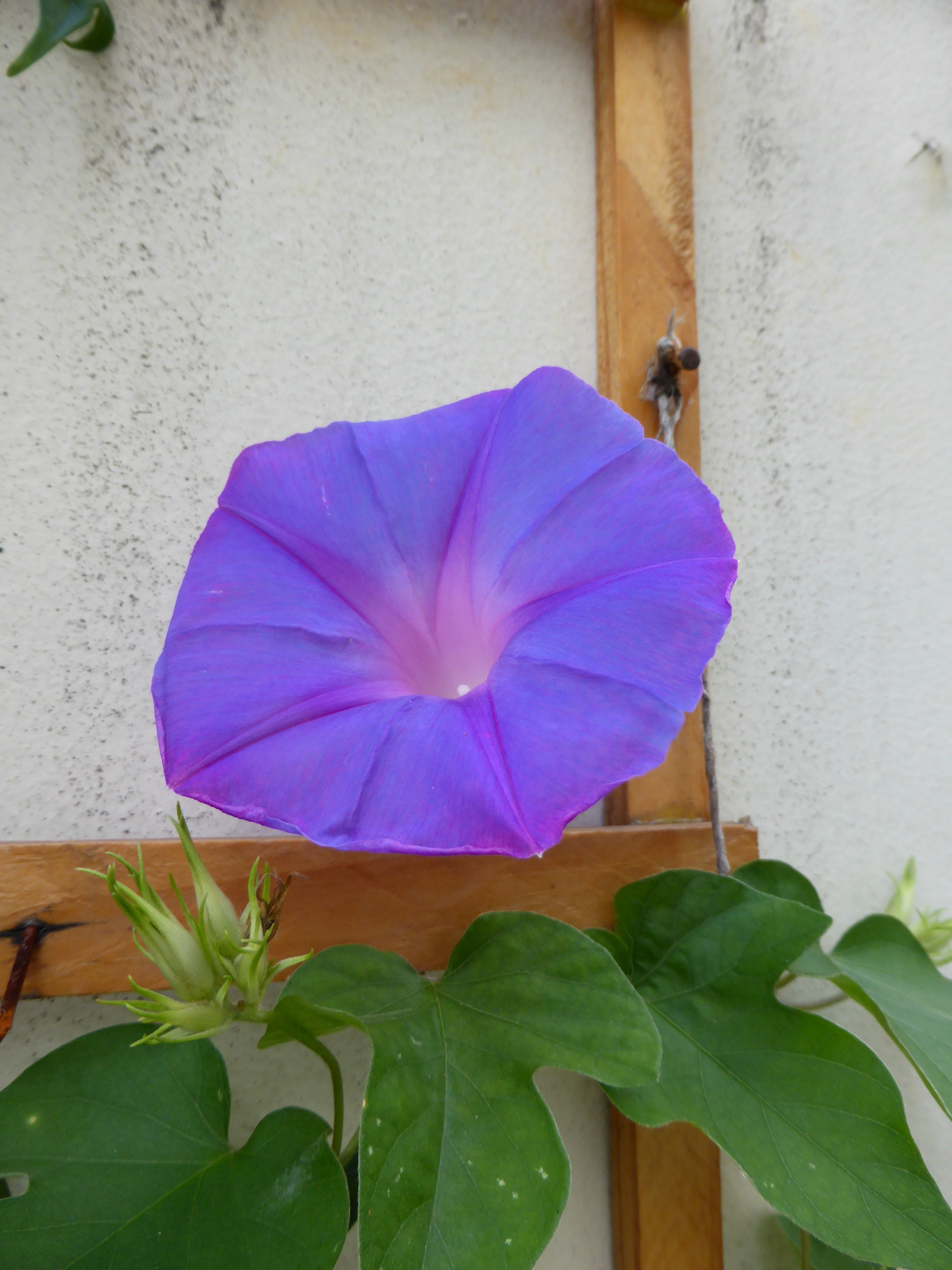 Ipomoea purpurea (door Marian Baars)