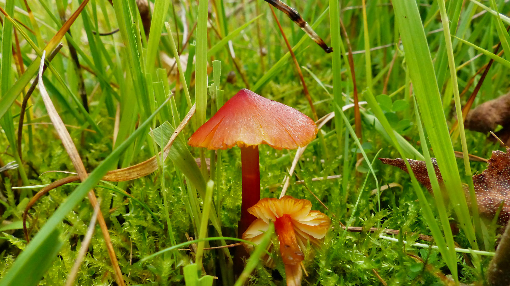 Hygrocybe conica var. conicopalustris (door André Houter)