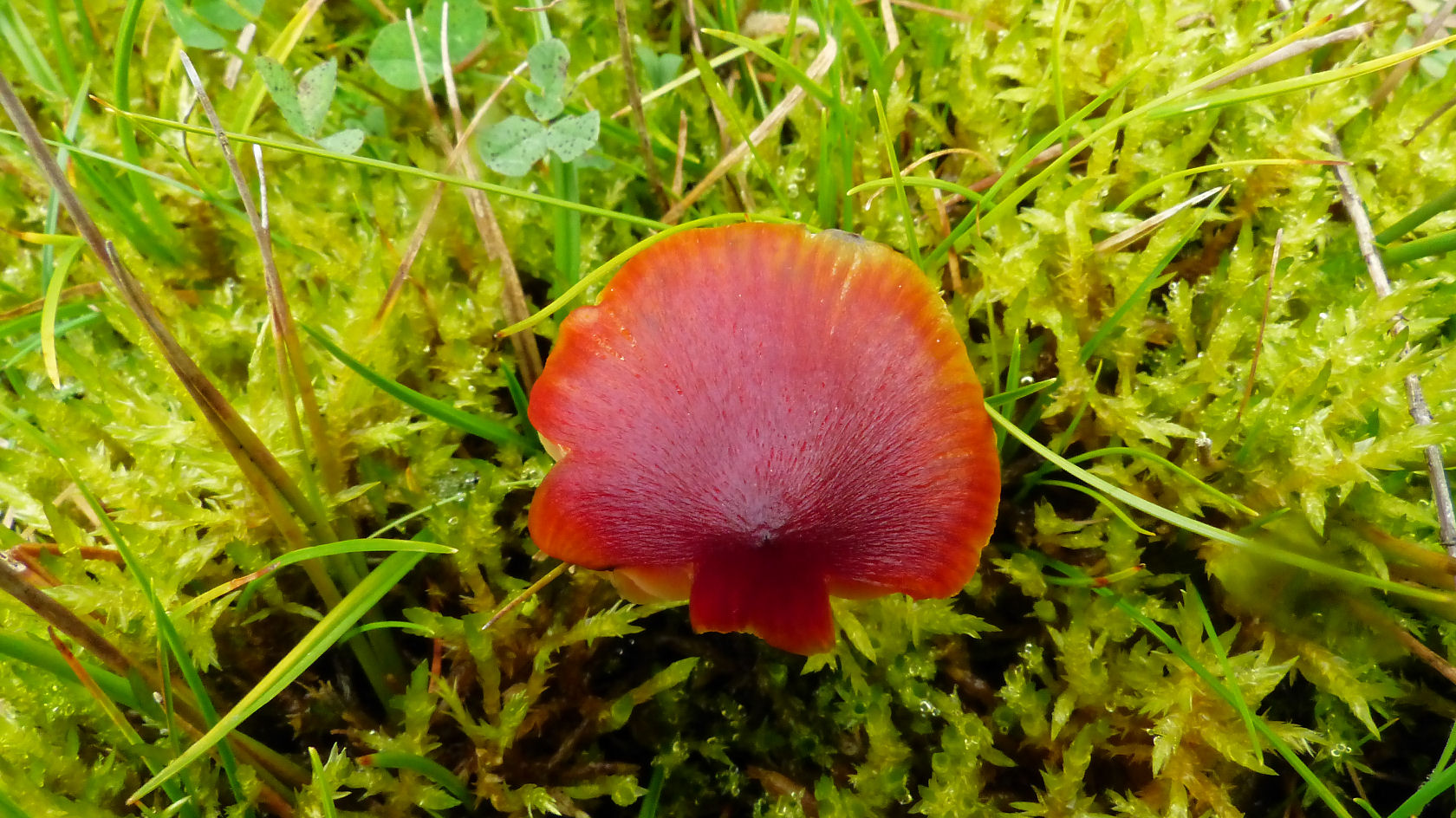 Hygrocybe conica var. conicopalustris (door André Houter)