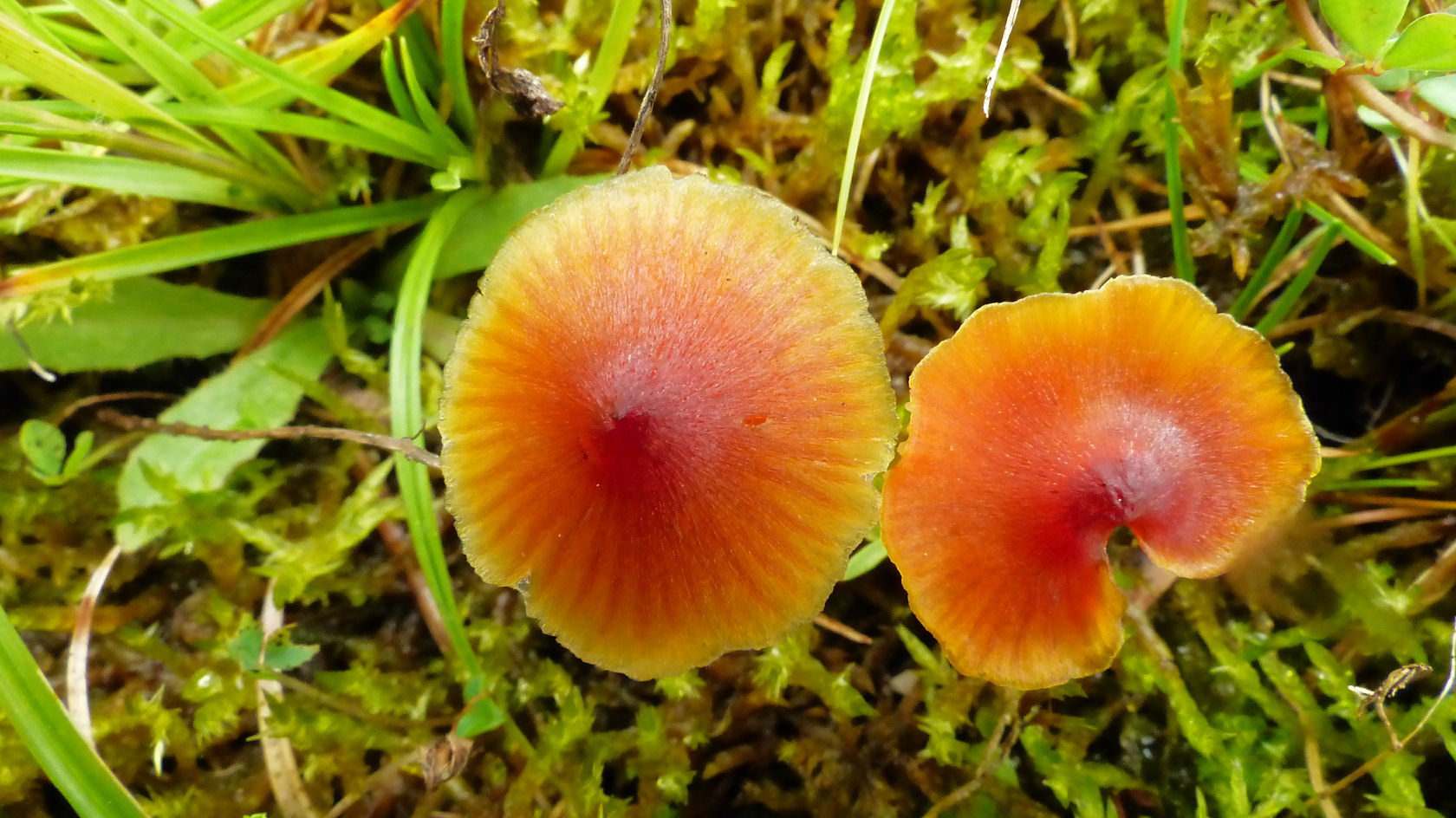 Hygrocybe conica var. conicopalustris (door André Houter)