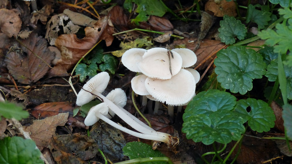 Mycena pura f. alba (door André Houter)