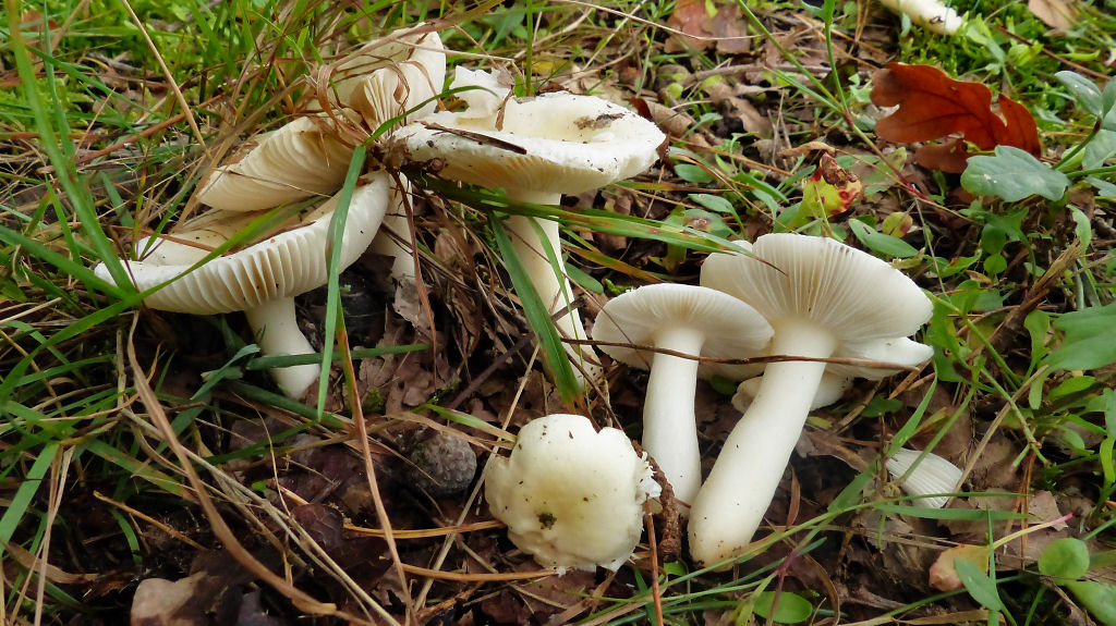 Russula fragilis var. gilva (door André Houter)