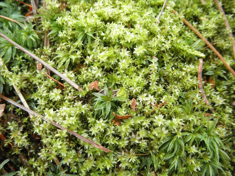 Bryum bornholmense (door Rienk-Jan Bijlsma)