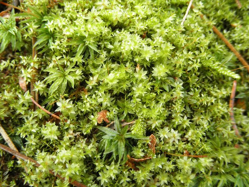 Bryum bornholmense (door Rienk-Jan Bijlsma)