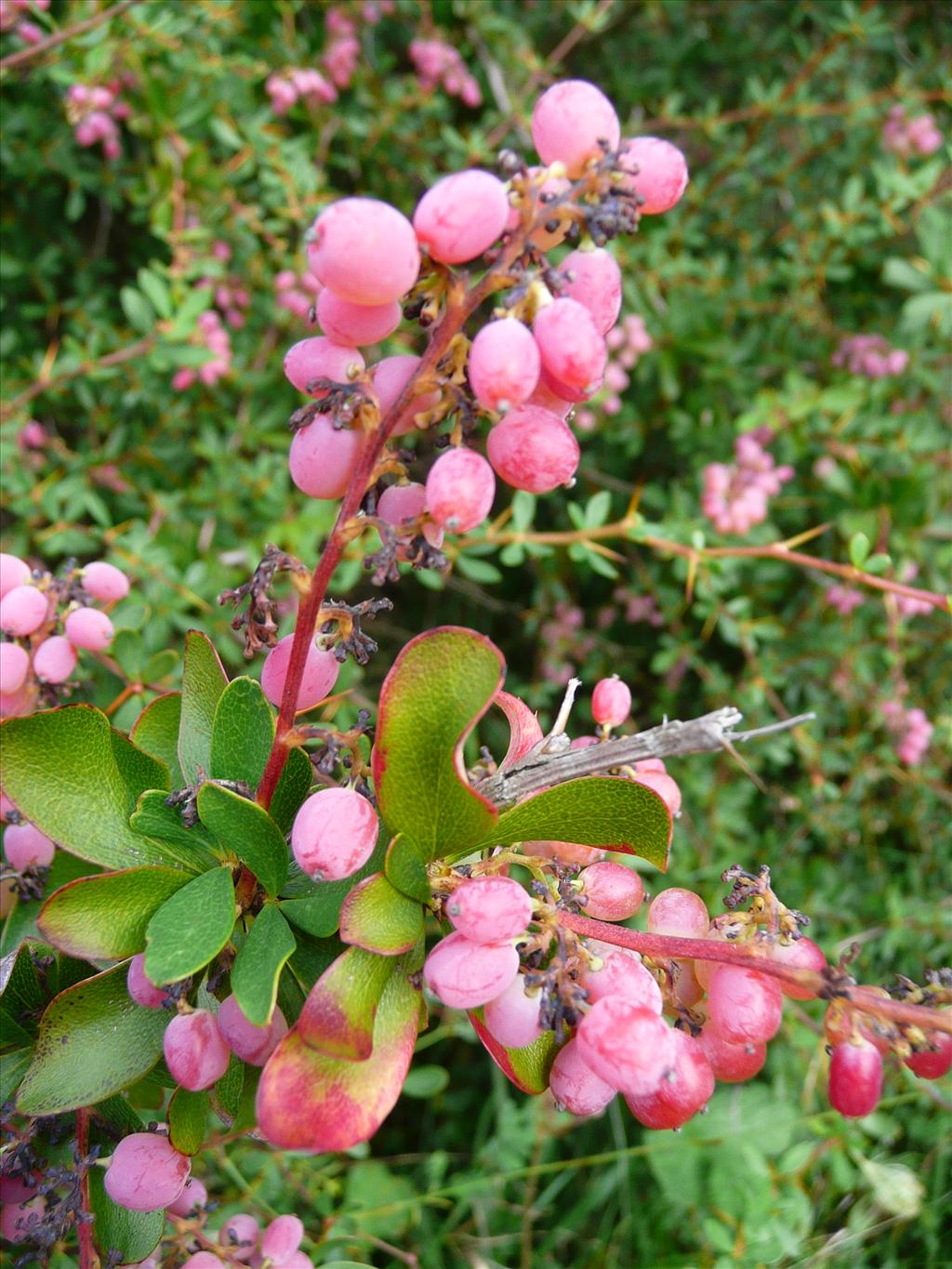 Berberis aggregata (door Annie Vos)