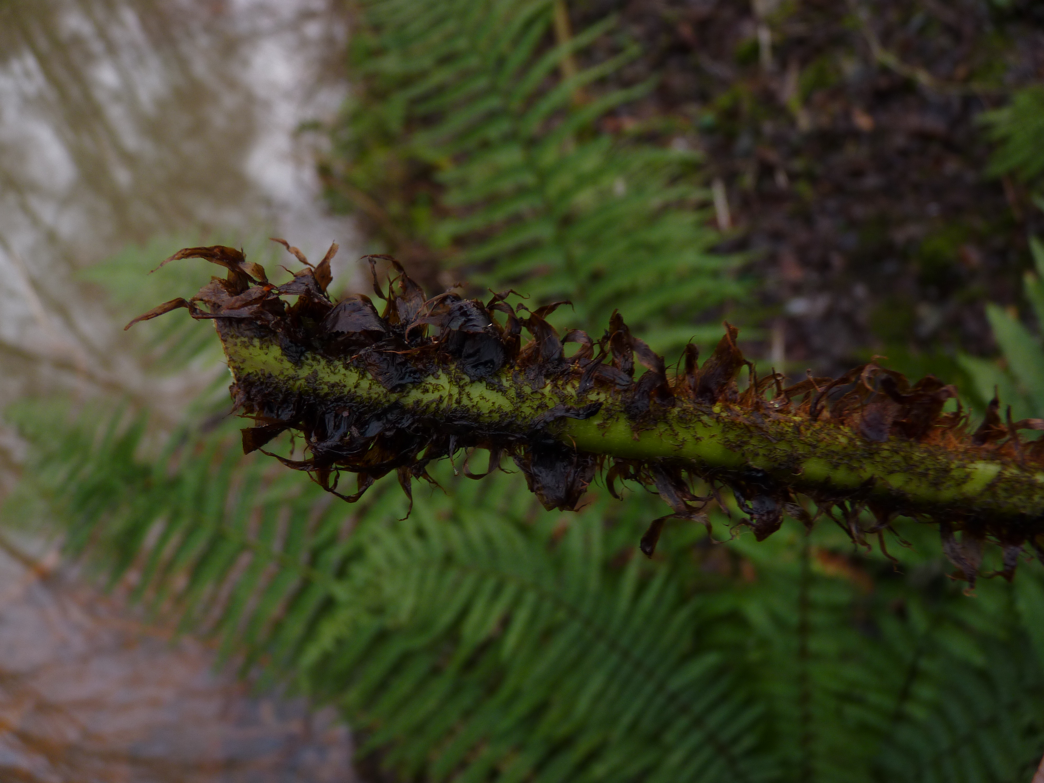 Dryopteris wallichiana (door Sipke Gonggrijp)