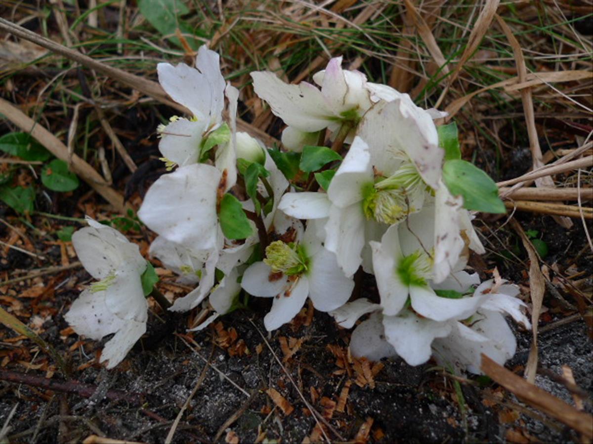 Helleborus niger (door Sipke Gonggrijp)