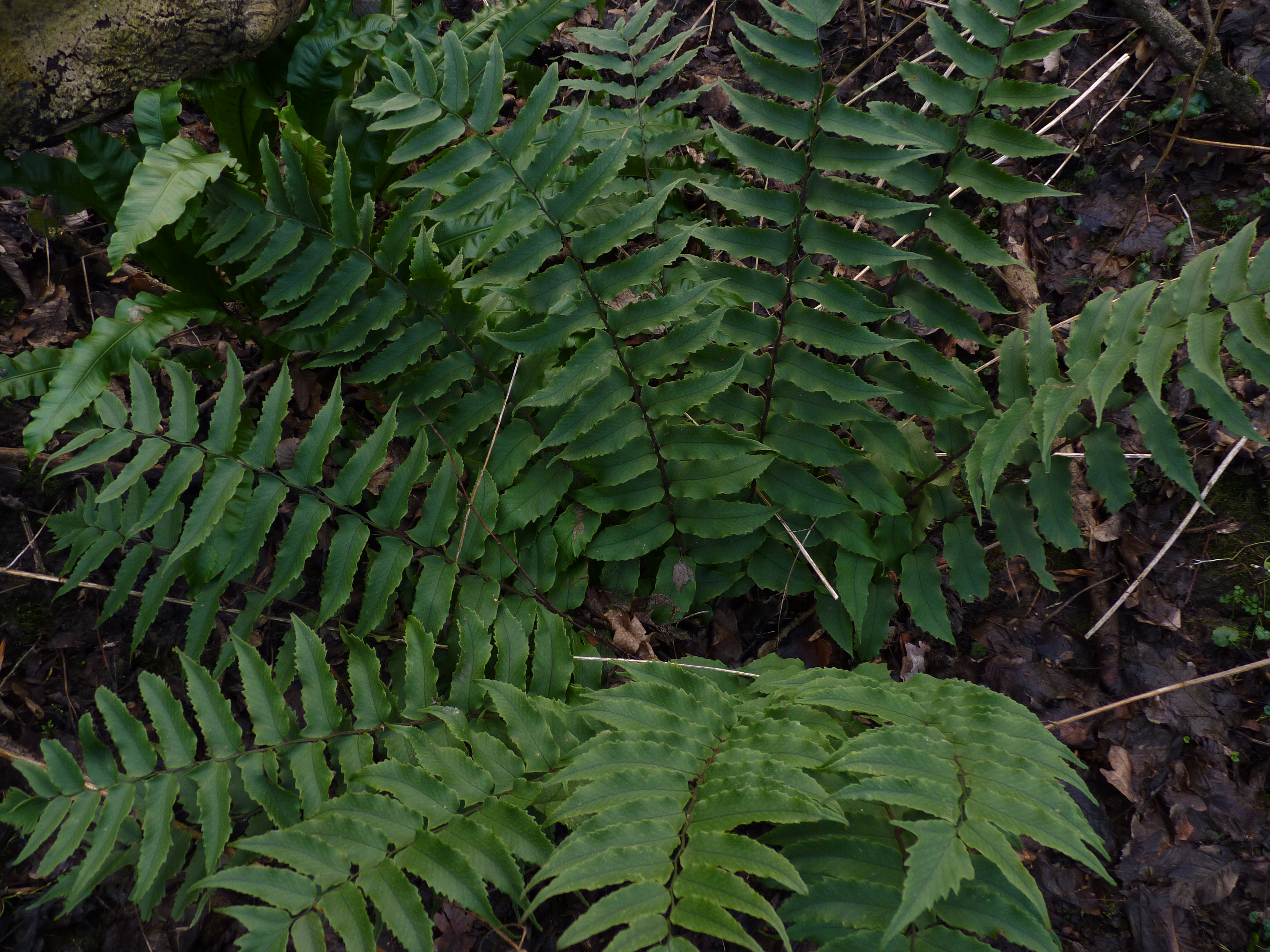 Cyrtomium fortunei (door Sipke Gonggrijp)