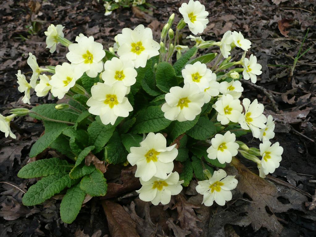 Primula vulgaris (door Annie Vos)