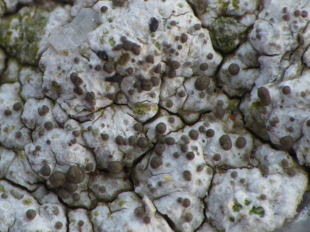 Pertusaria pseudocorallina (door Guido Berger)