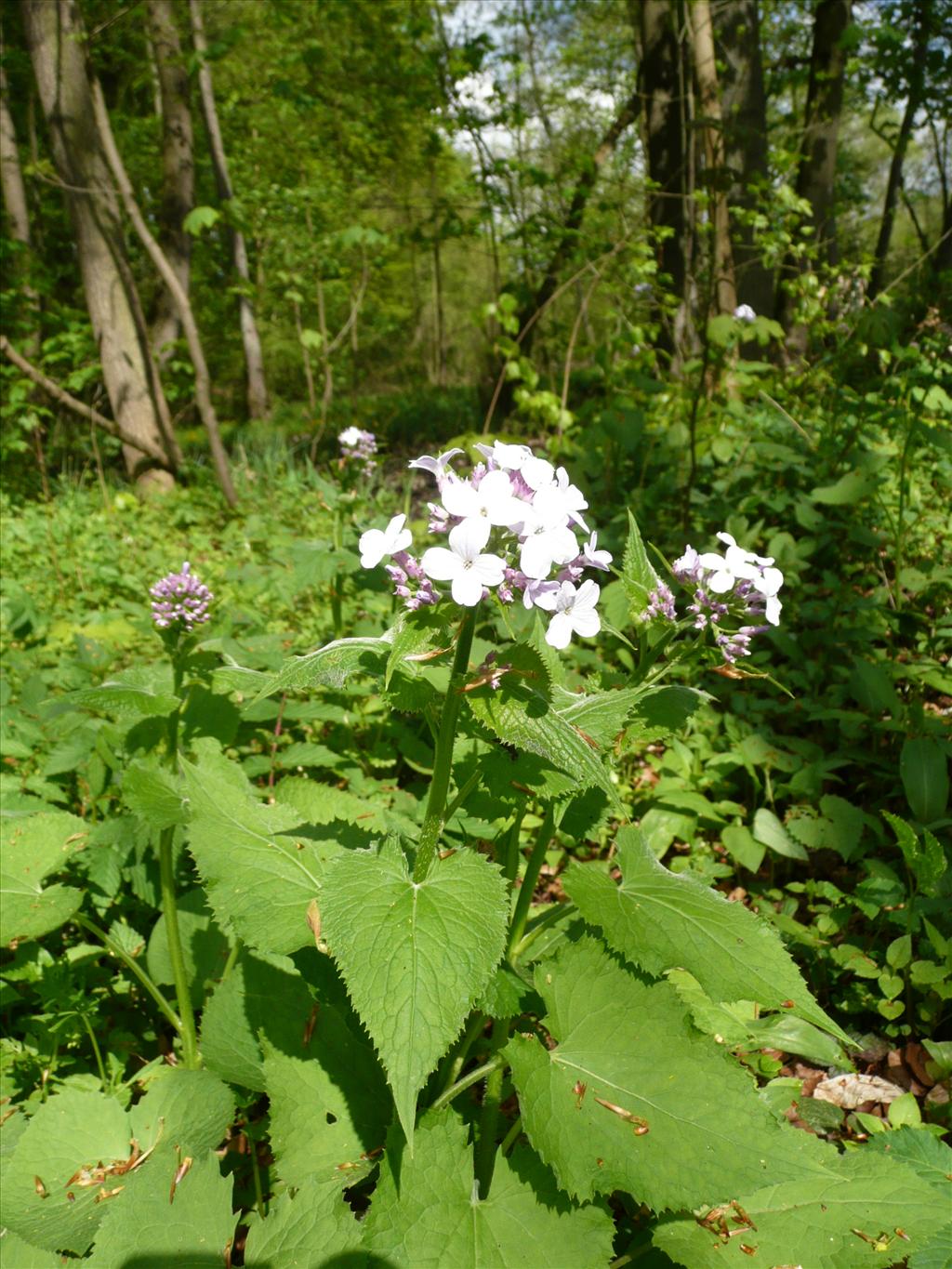 Lunaria rediviva (door Annie Vos)