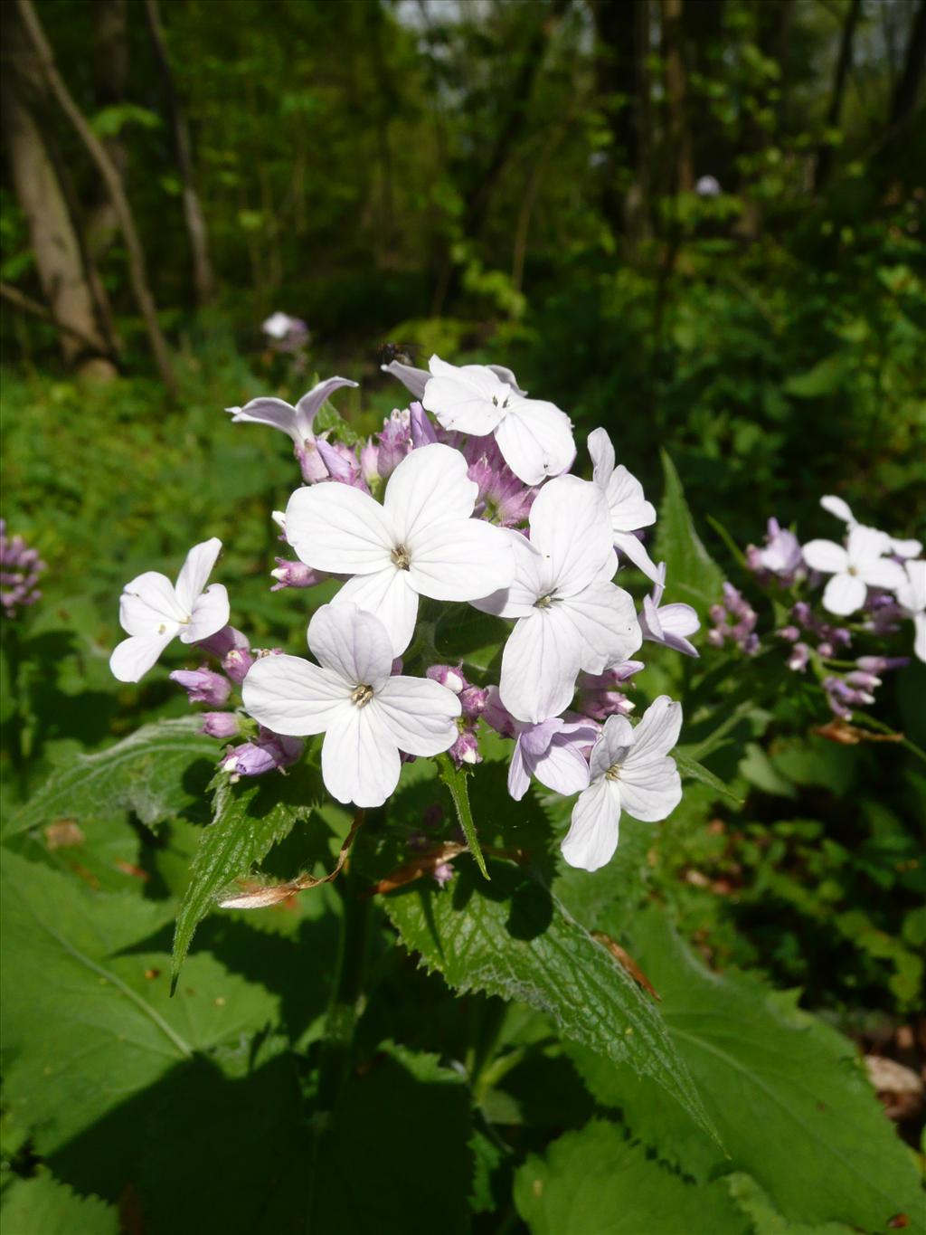 Lunaria rediviva (door Annie Vos)