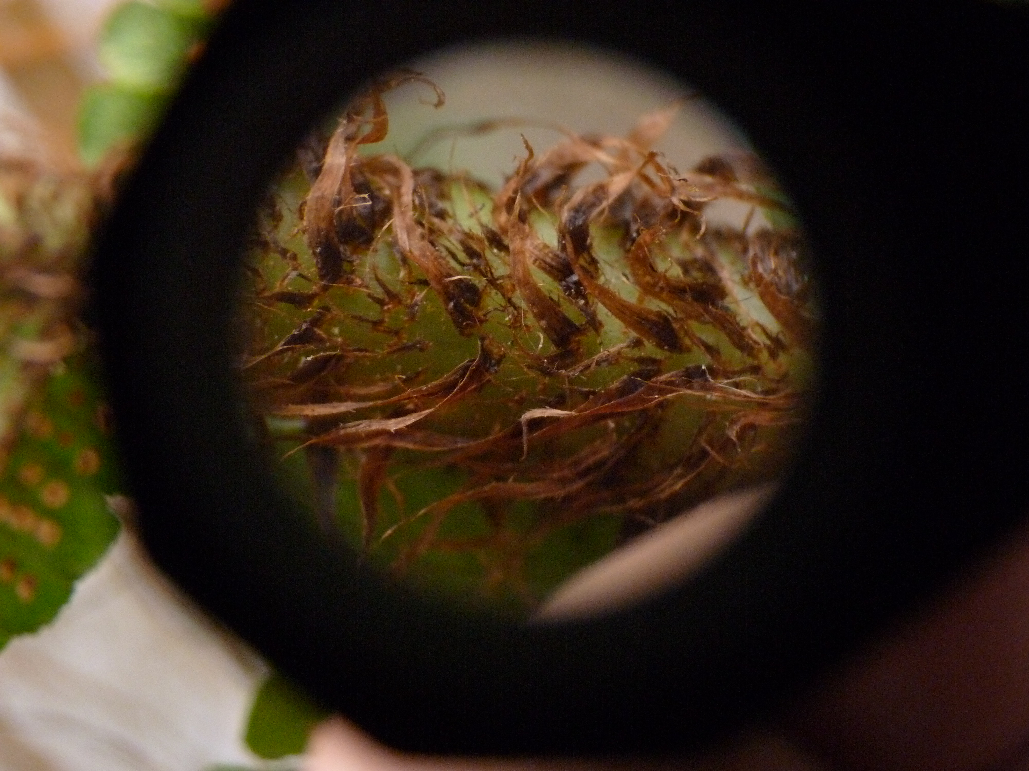 Dryopteris wallichiana (door Sipke Gonggrijp)