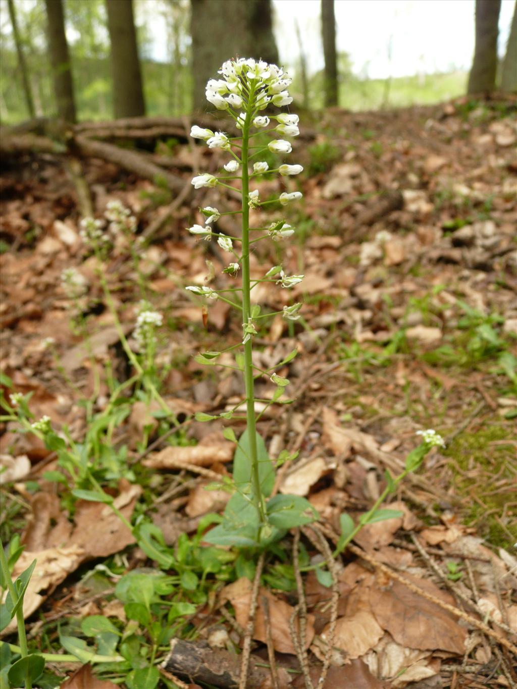 Noccaea caerulescens (door Annie Vos)