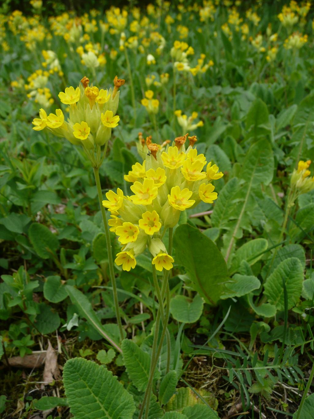 Primula veris (door Annie Vos)