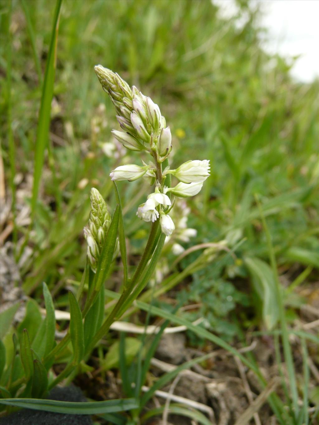 Polygala comosa (door Annie Vos)